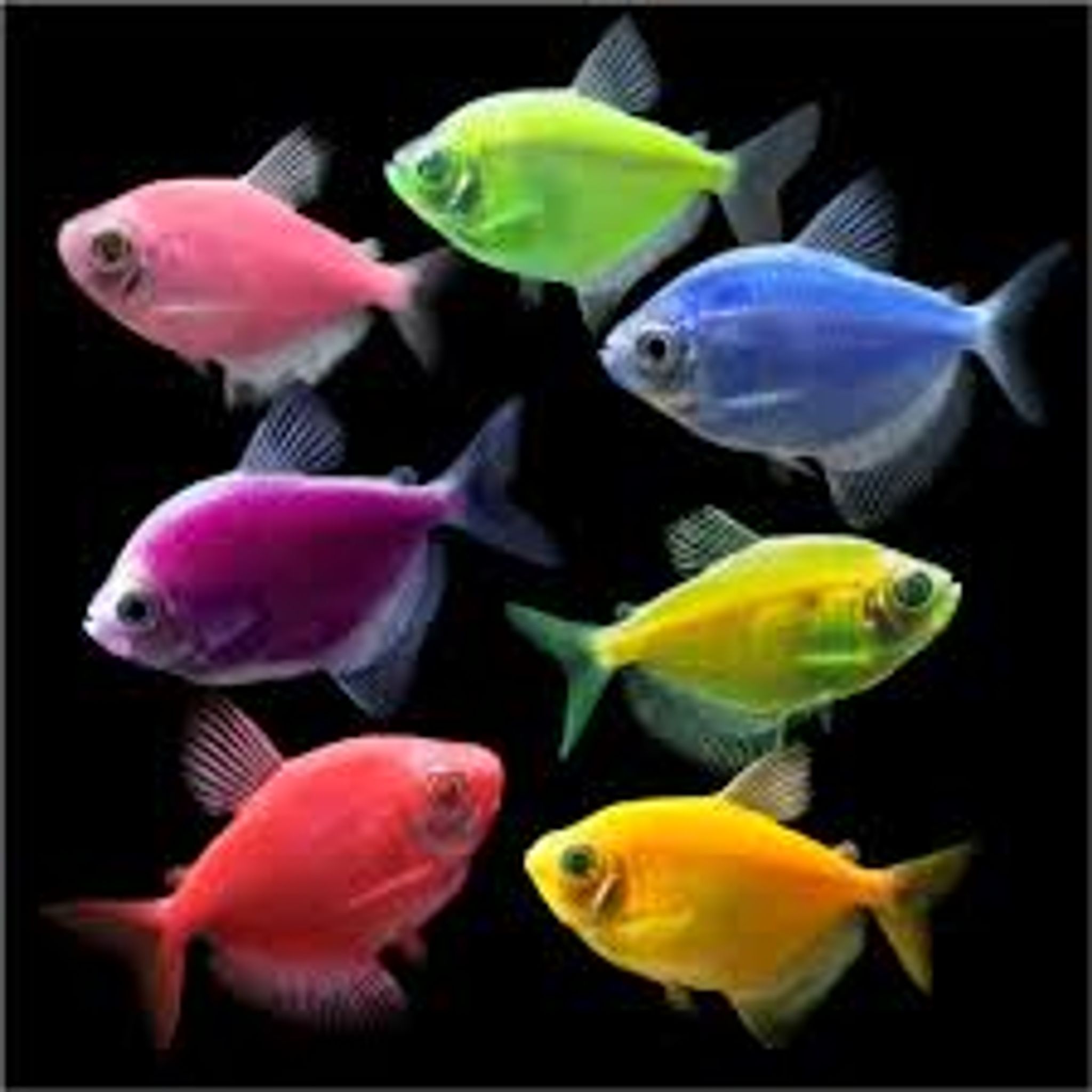 Gymnocorymbus Ternetzi var. Glofish