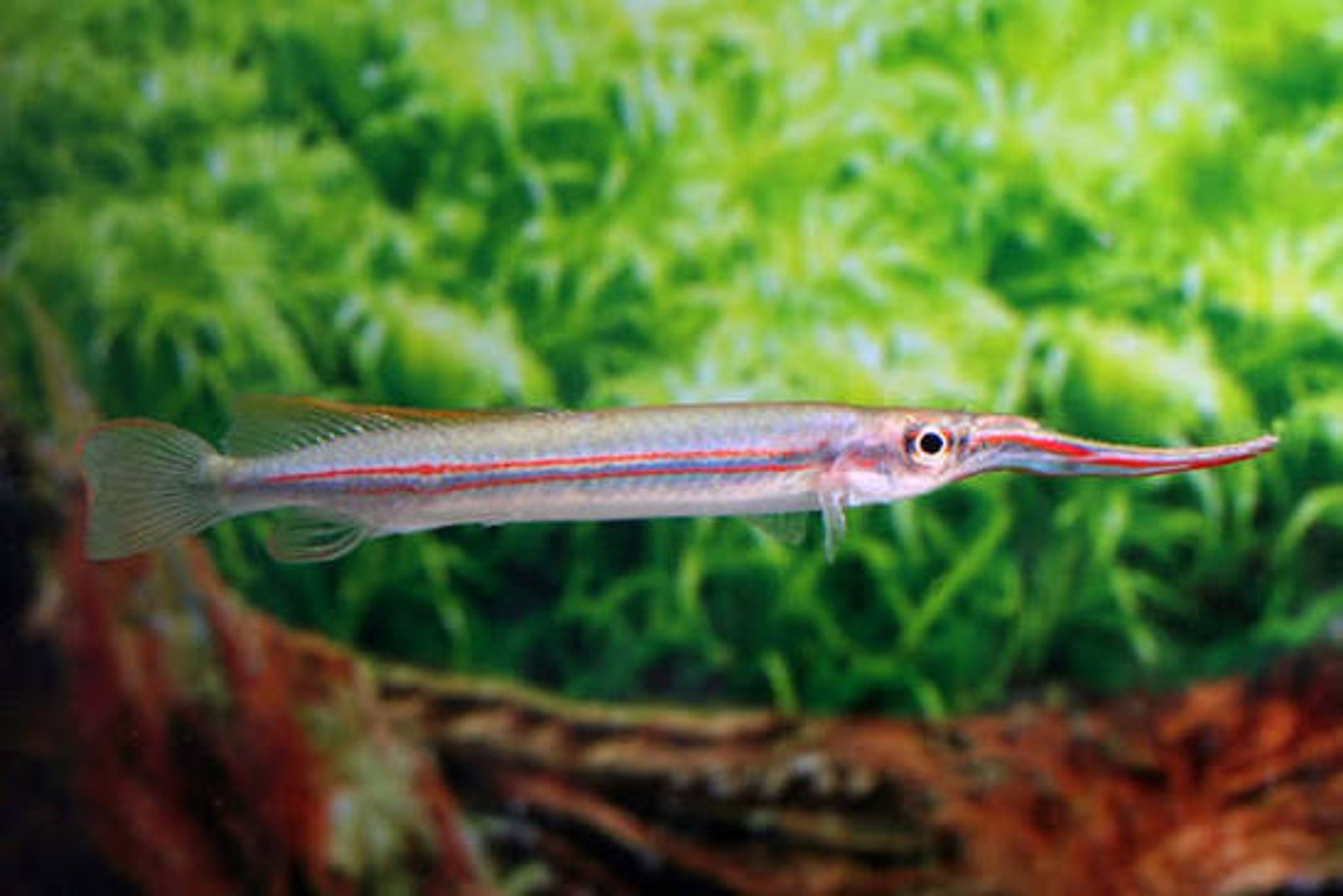 Hemirhamphodon Phaiosoma (PO)