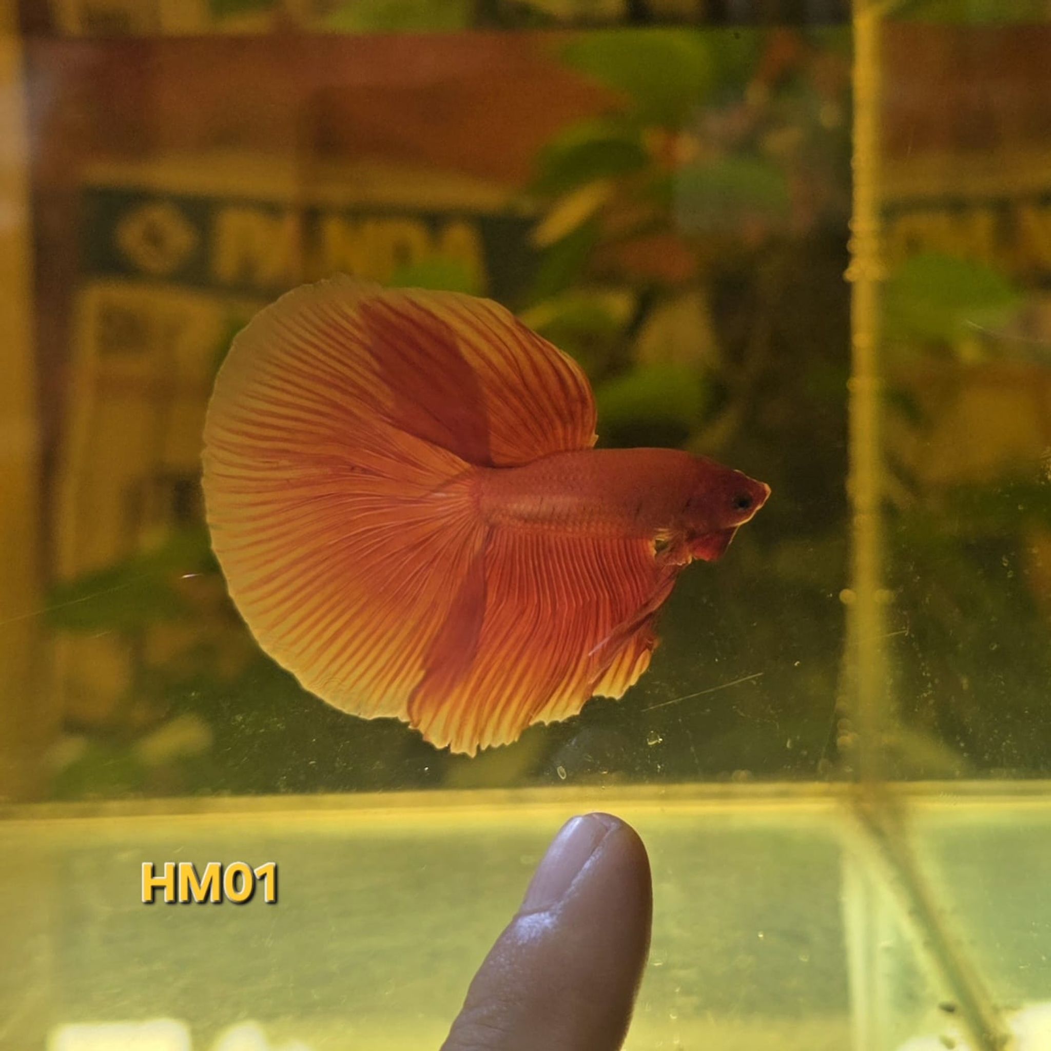 HM Betta Splendens #HM01