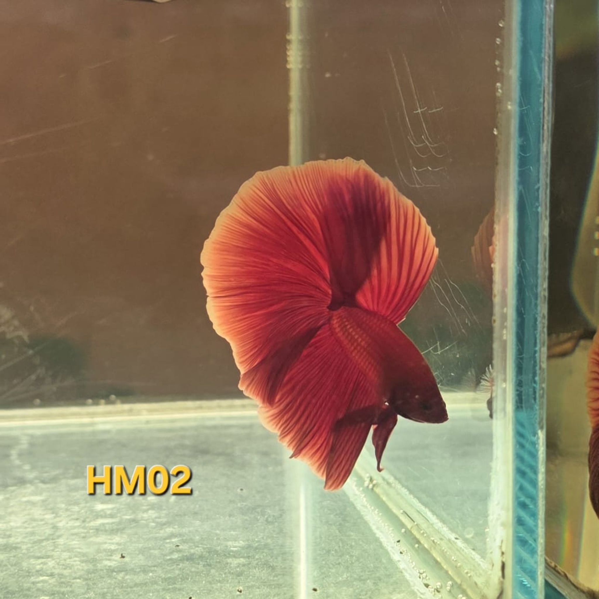 HM Betta Splendens #HM02