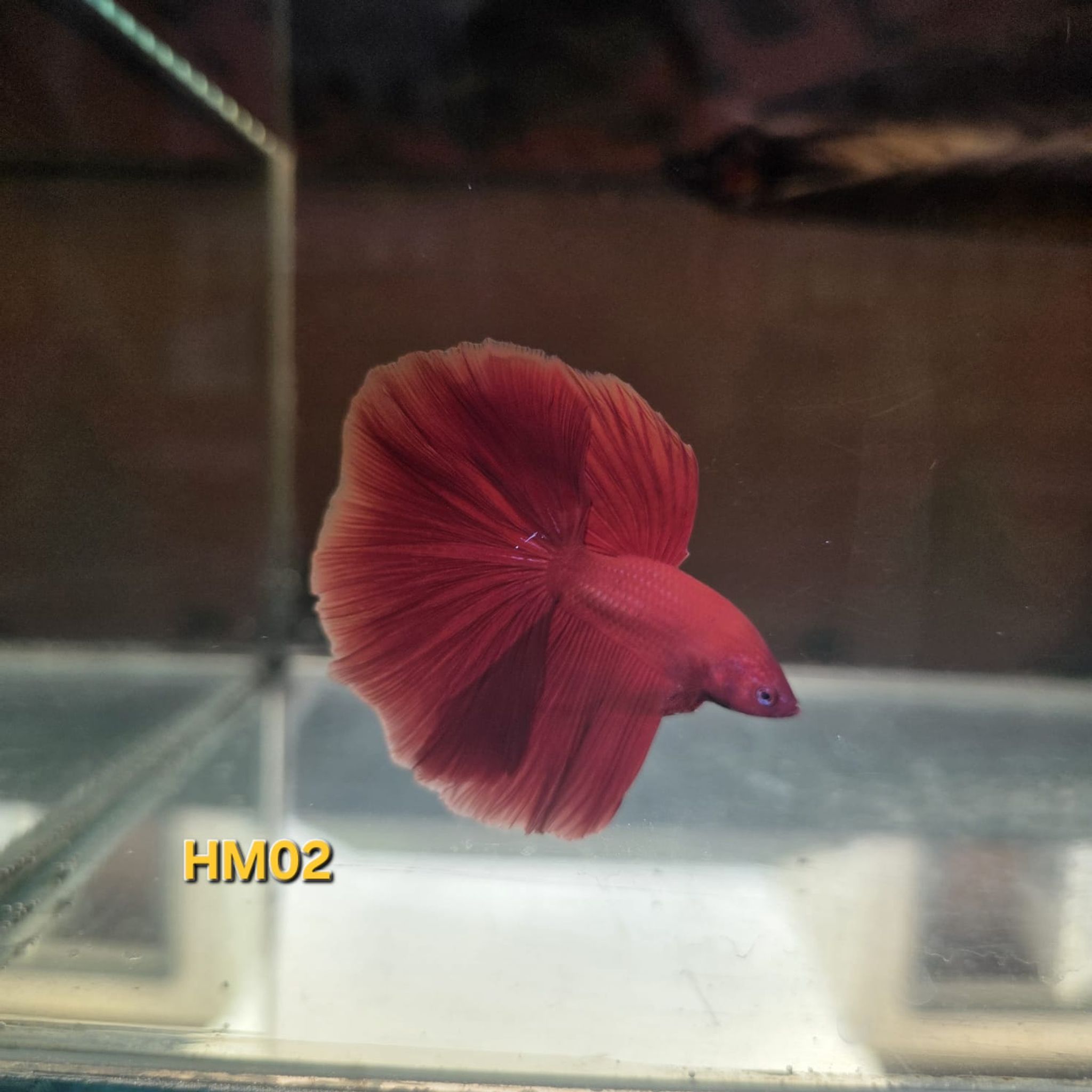 HM Betta Splendens #HM02