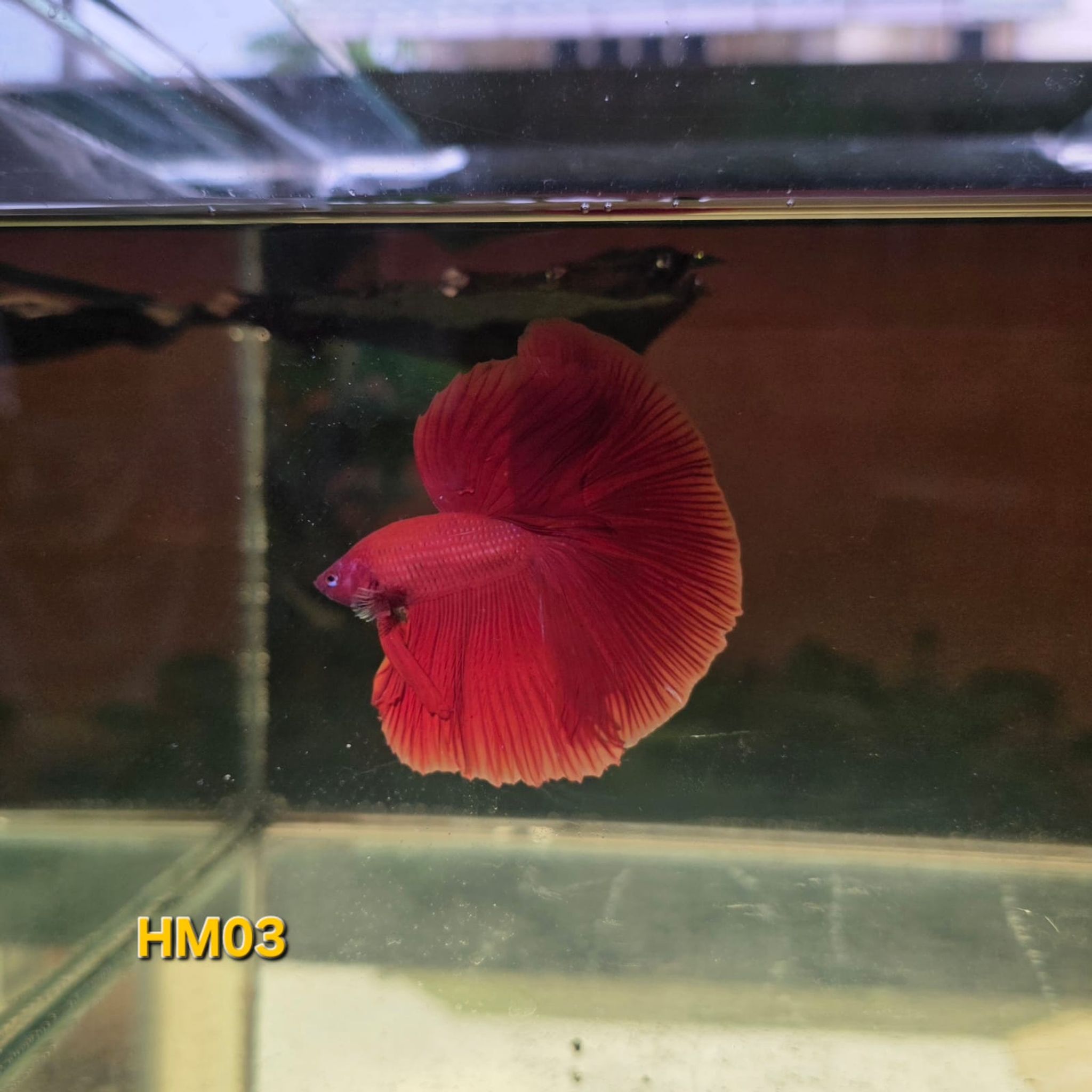 HM Betta Splendens #HM03