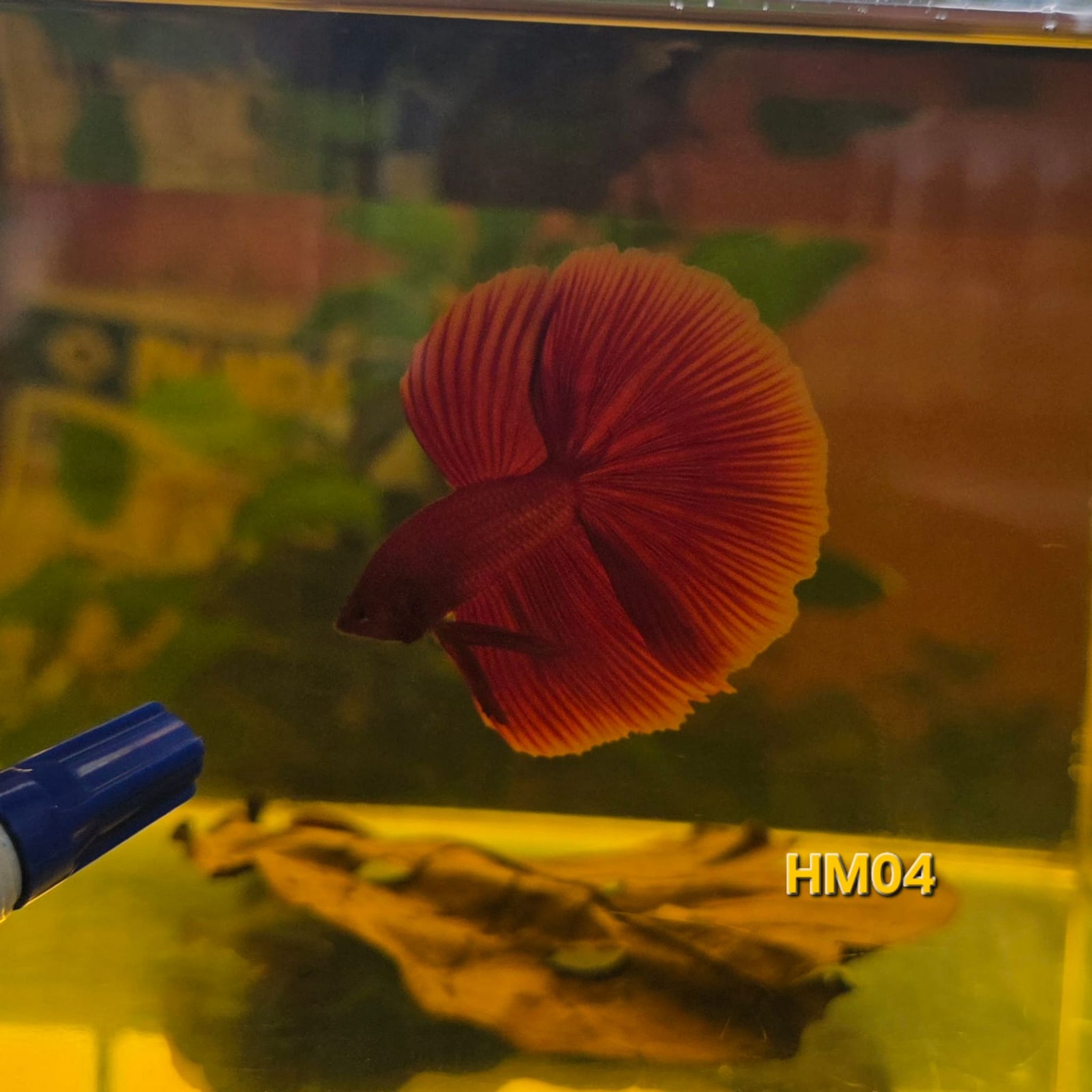 HM Betta Splendens #HM04