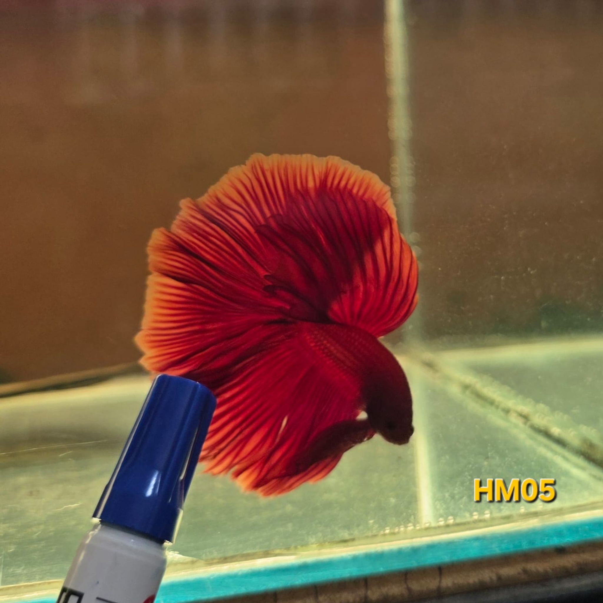 HM Betta Splendens #HM05