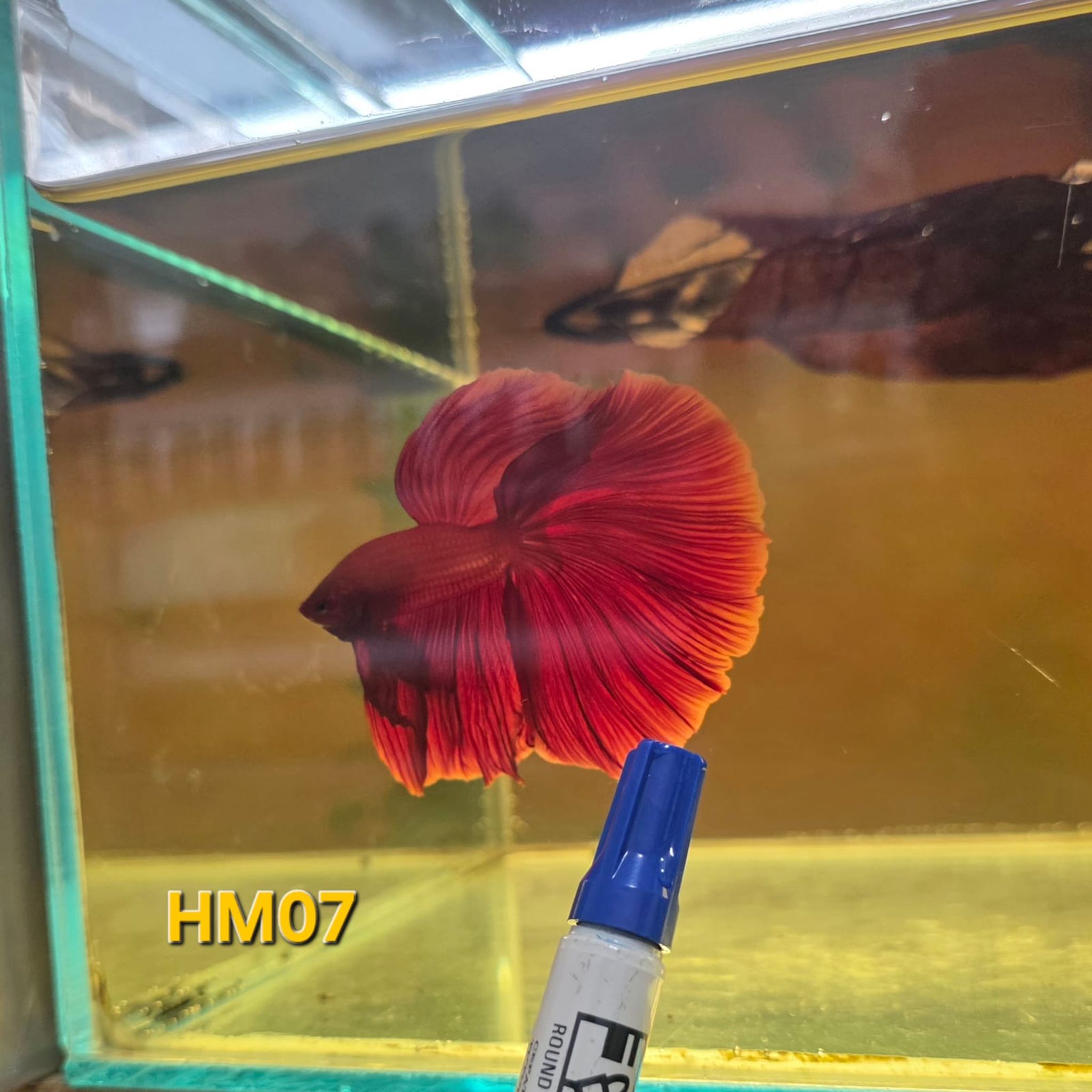 HM Betta Splendens #HM06