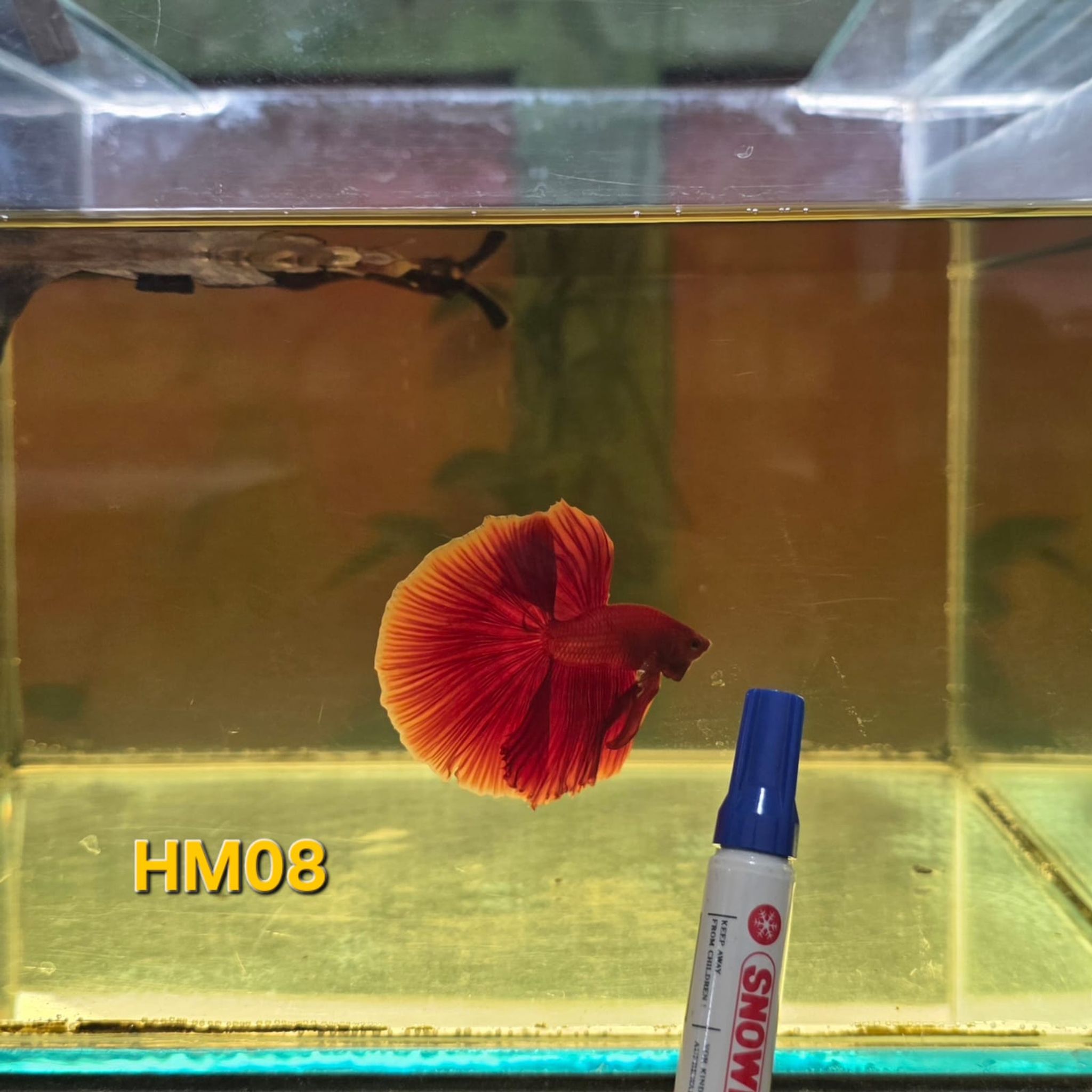 HM Betta Splendens #HM08