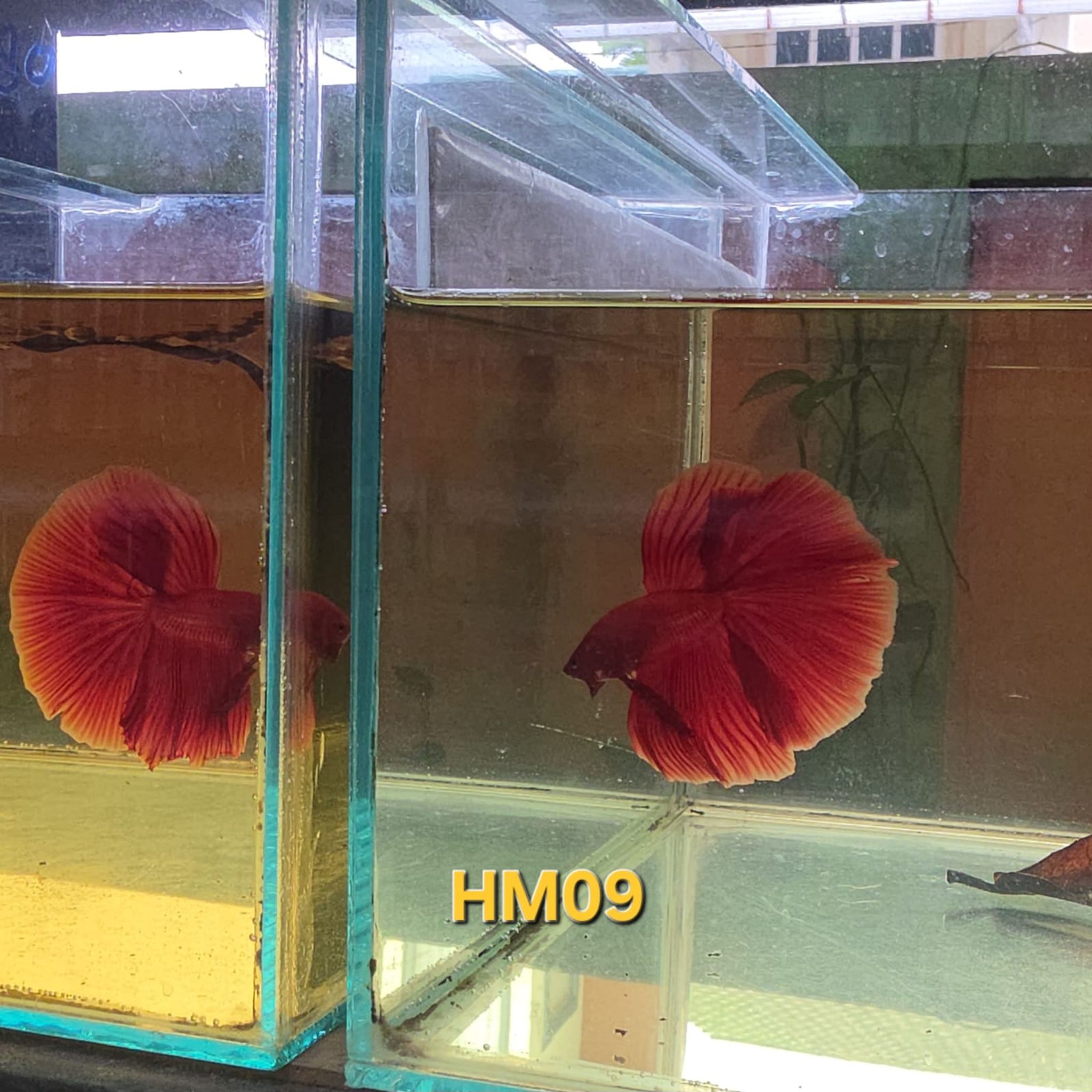 HM Betta Splendens #HM09