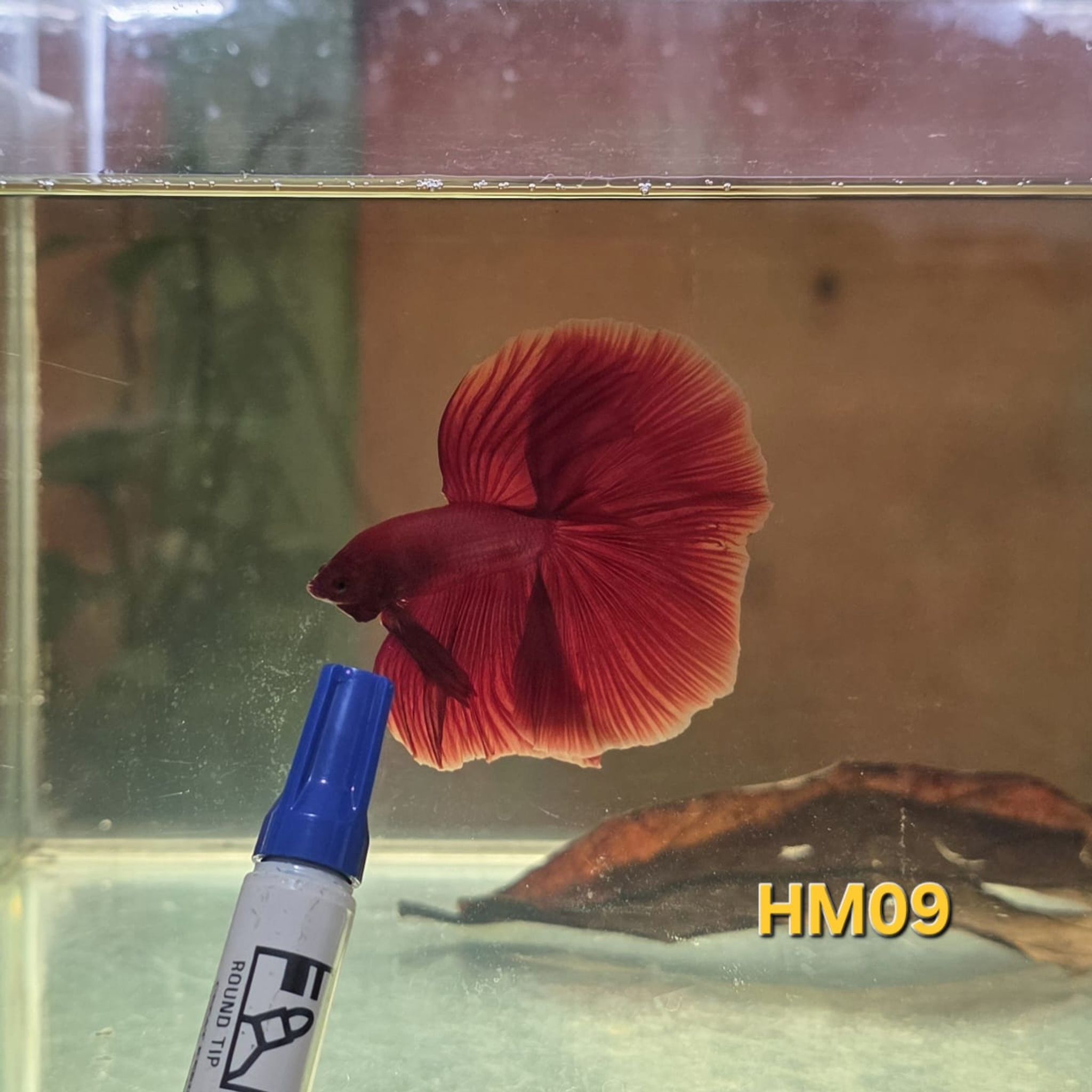 HM Betta Splendens #HM09
