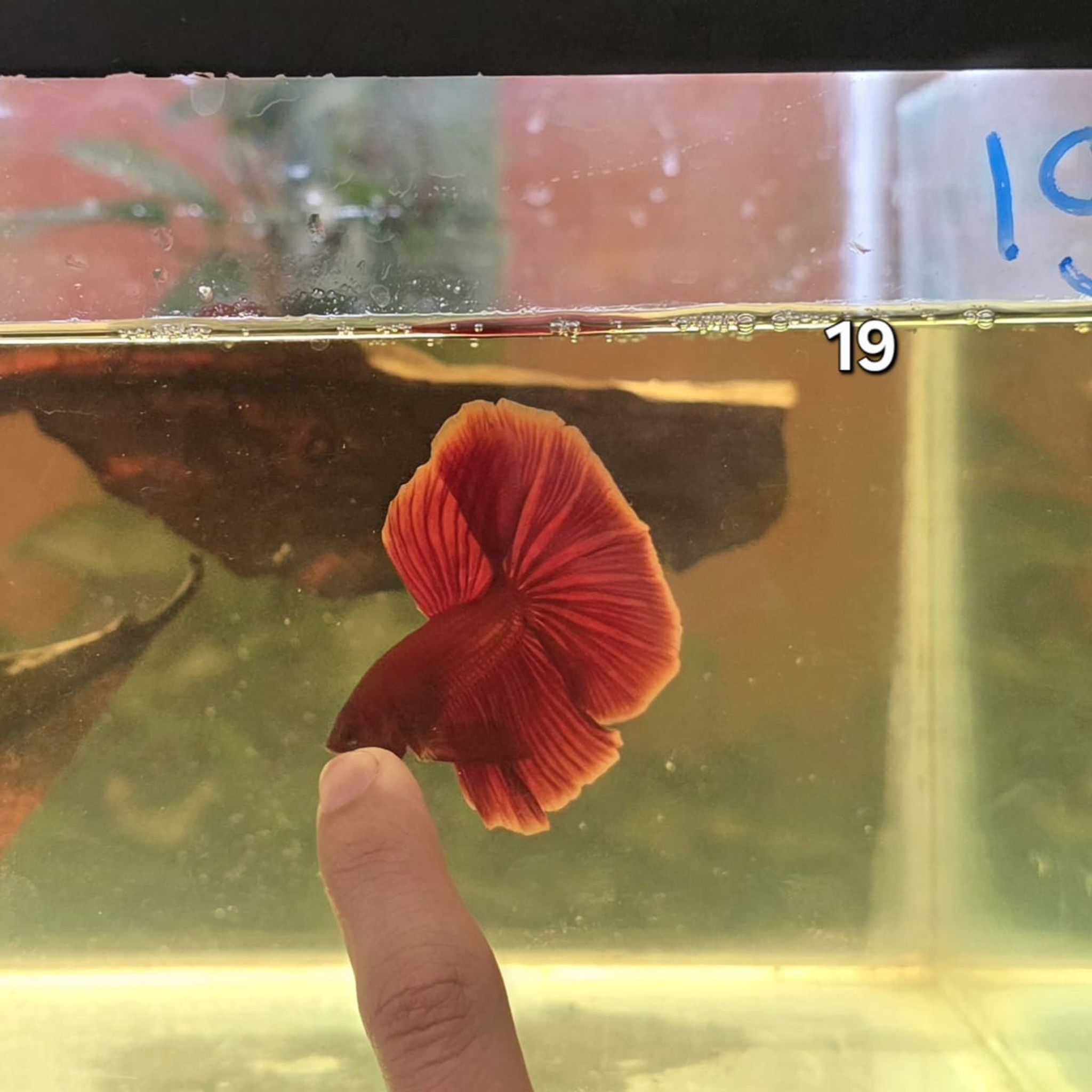 HM Betta Splendens #HM19