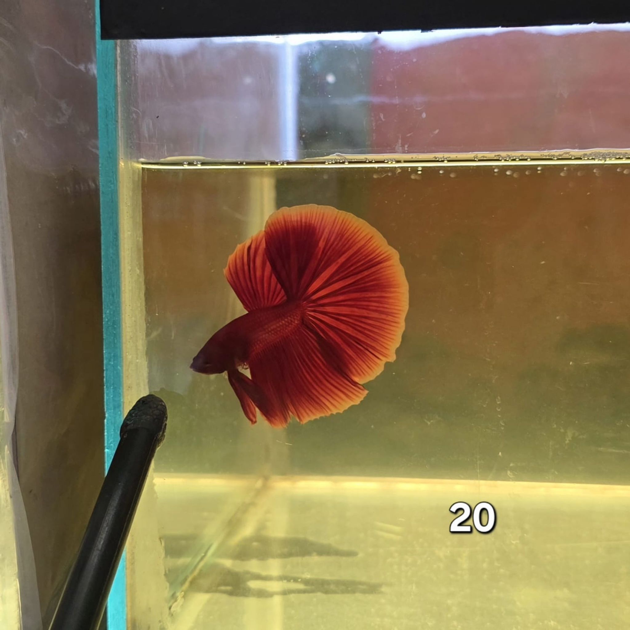 HM Betta Splendens #HM20