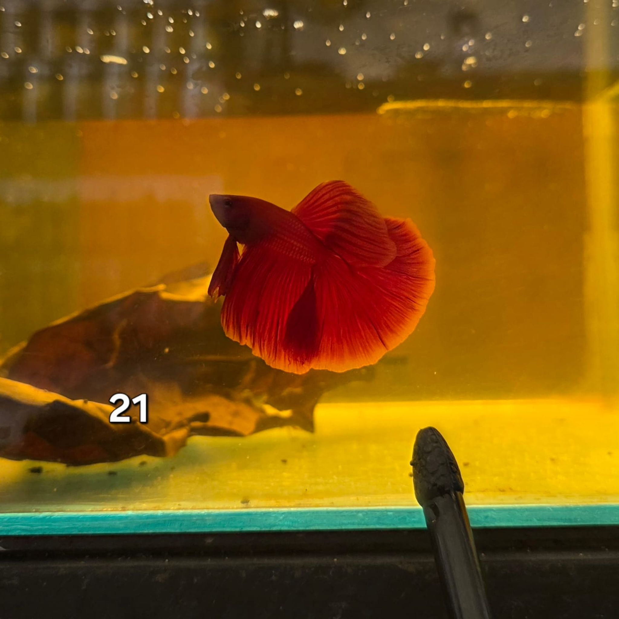 HM Betta Splendens #HM21