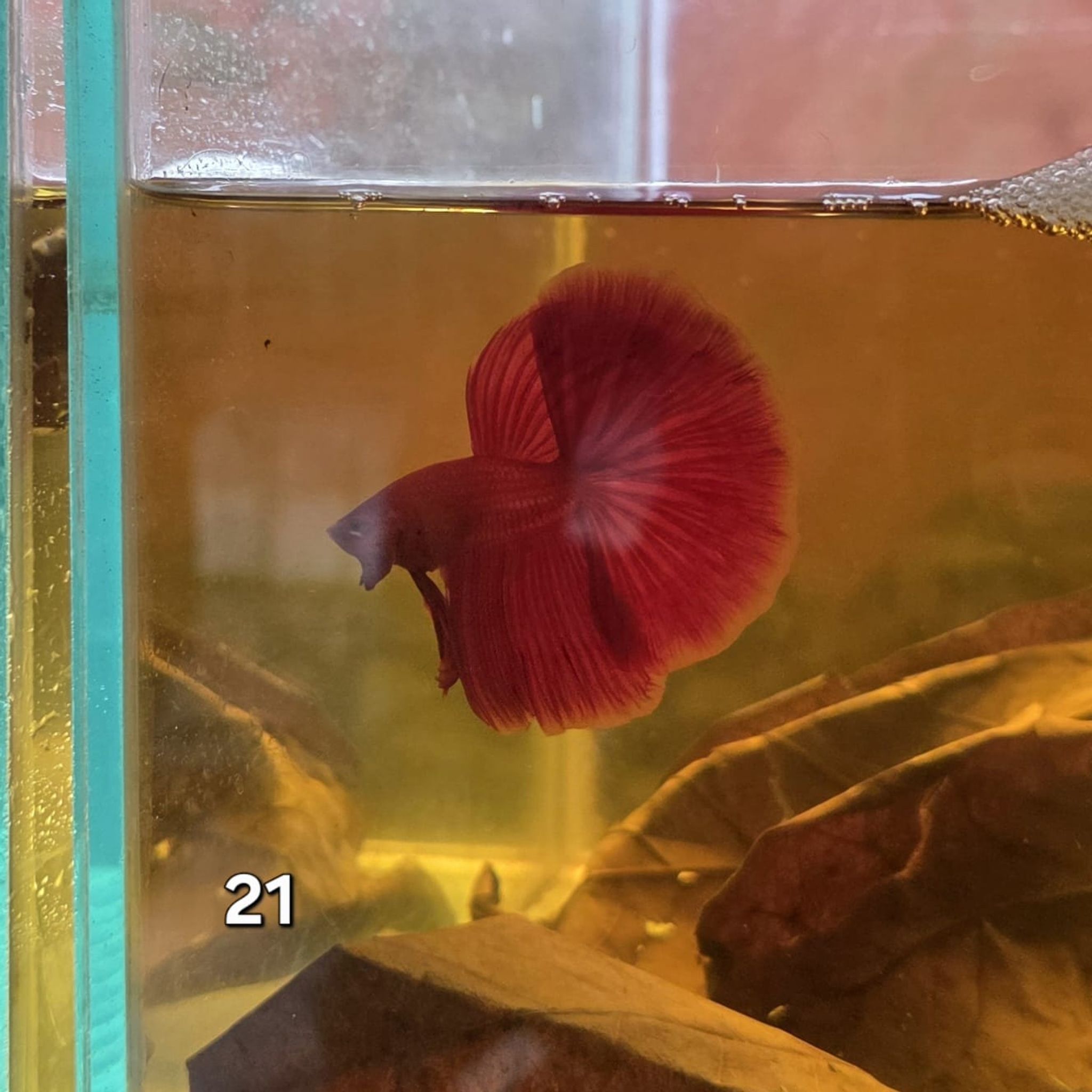 HM Betta Splendens #HM21