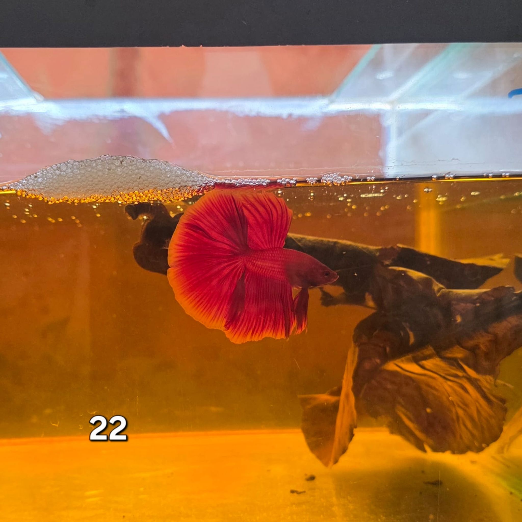 HM Betta Splendens #HM22
