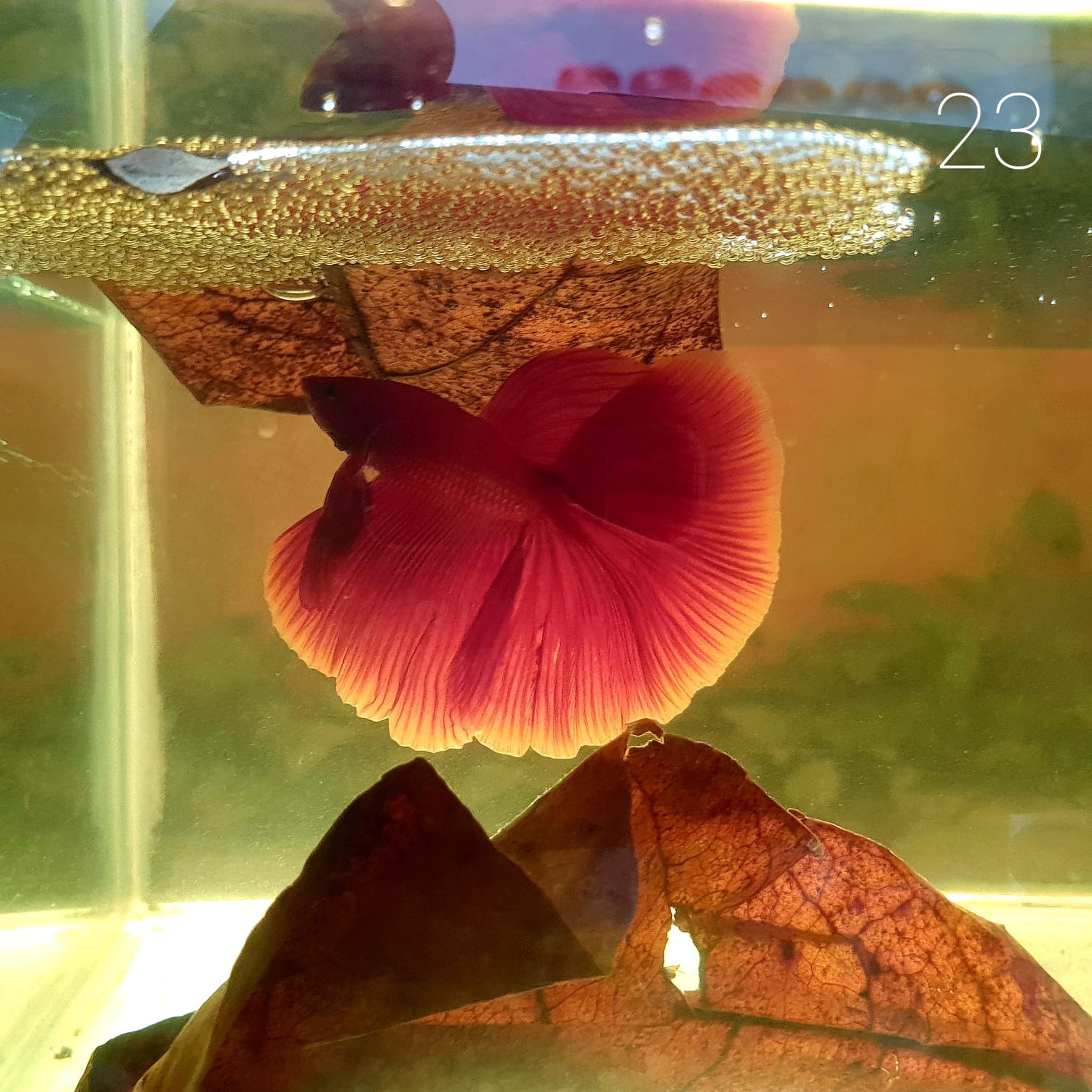 HM Betta Splendens #HM23