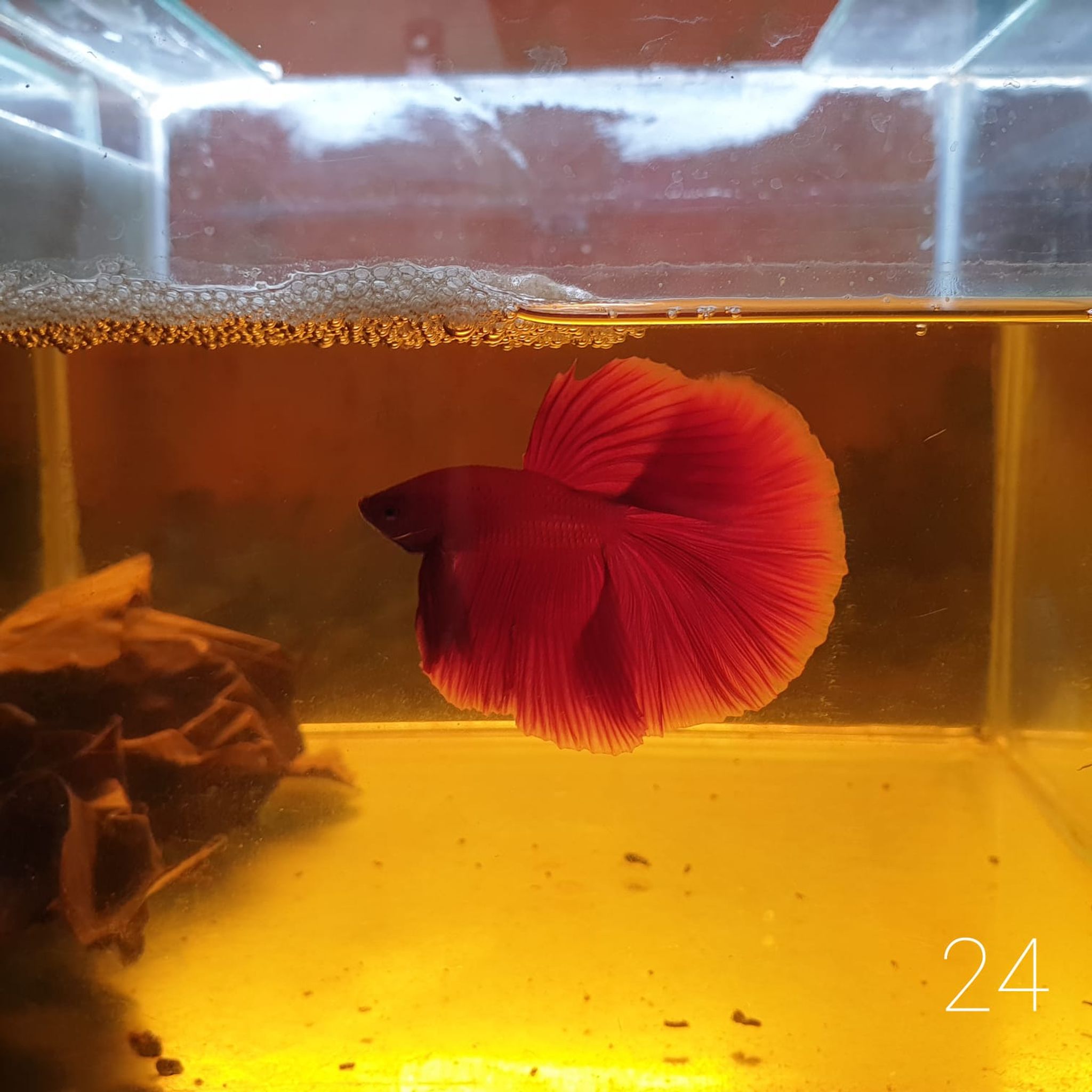 HM Betta Splendens #HM24