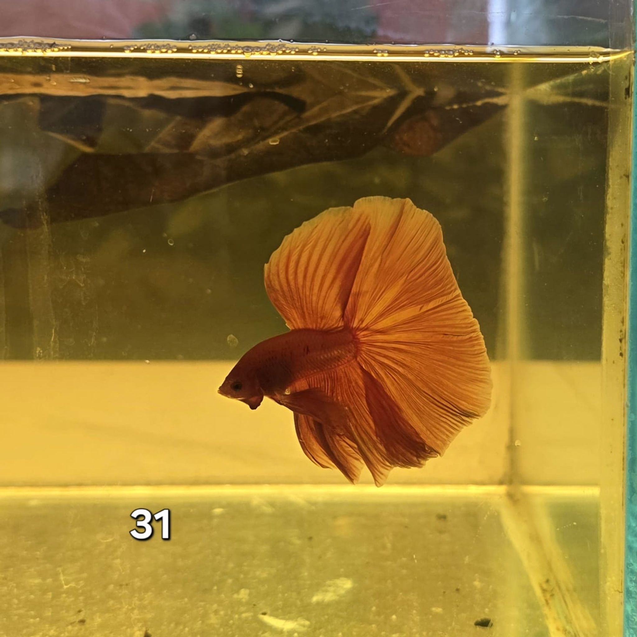 HM Betta Splendens #HM31