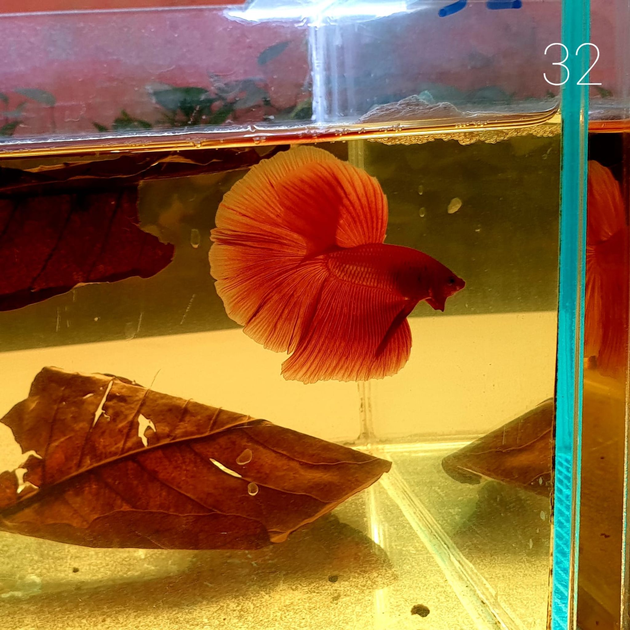 HM Betta Splendens #HM32