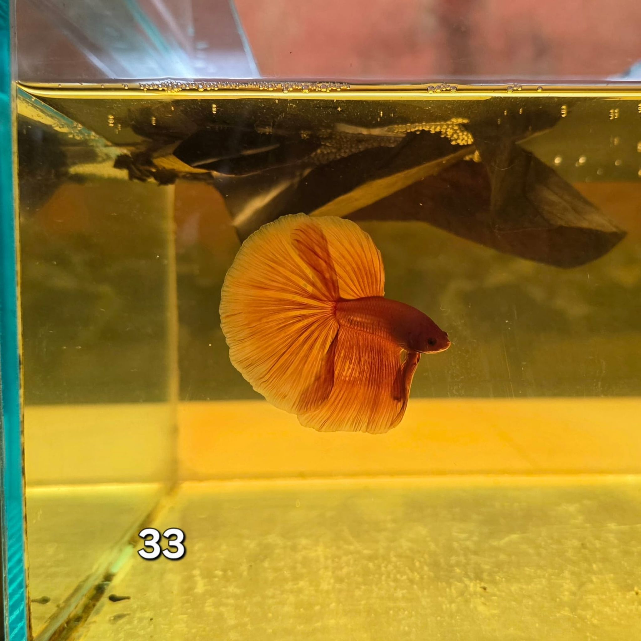 HM Betta Splendens #HM33