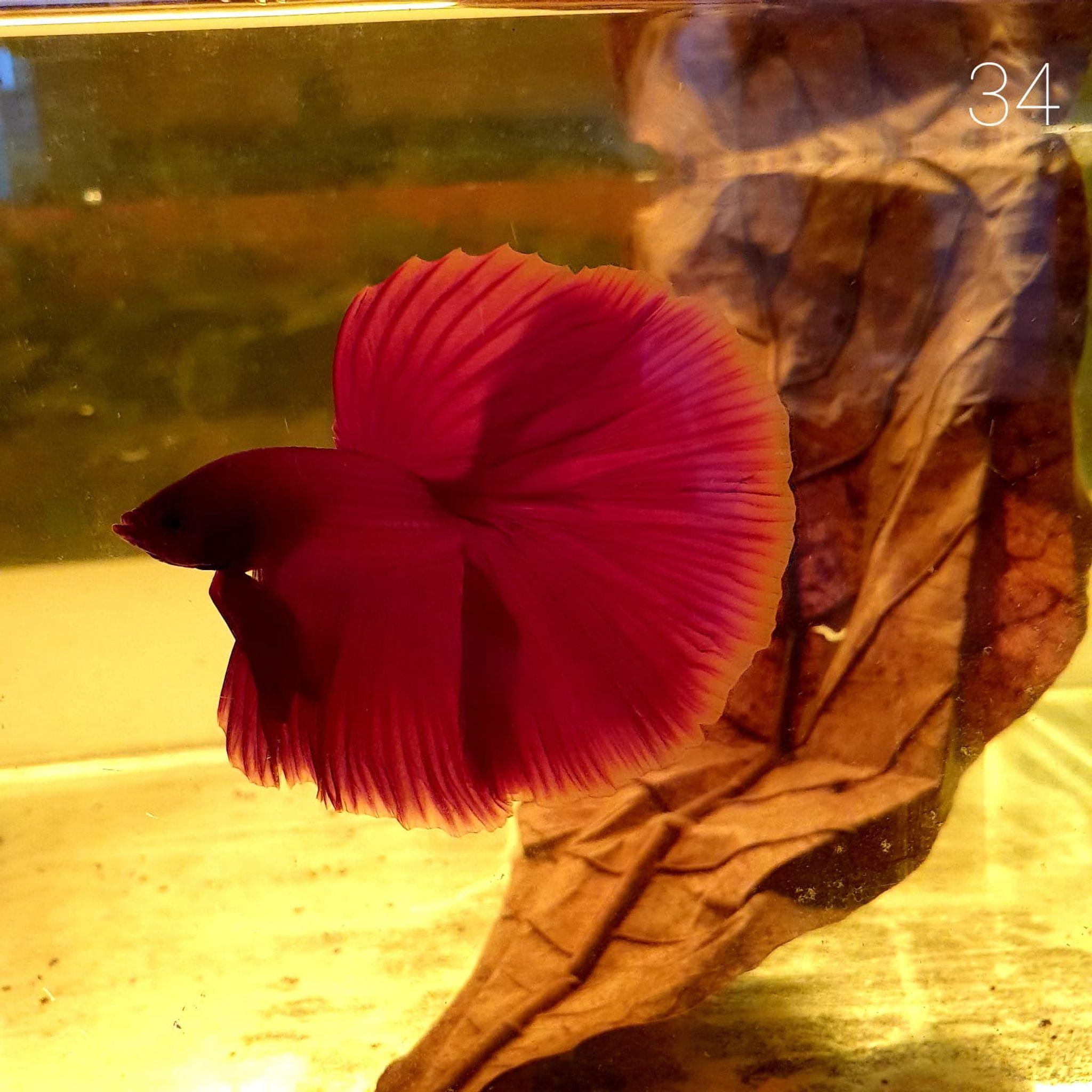 HM Betta Splendens #HM34