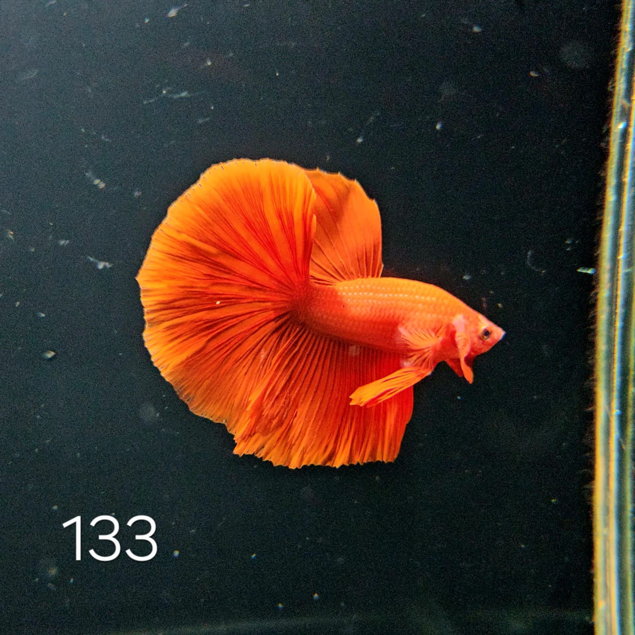 HM Betta Splendens #T133
