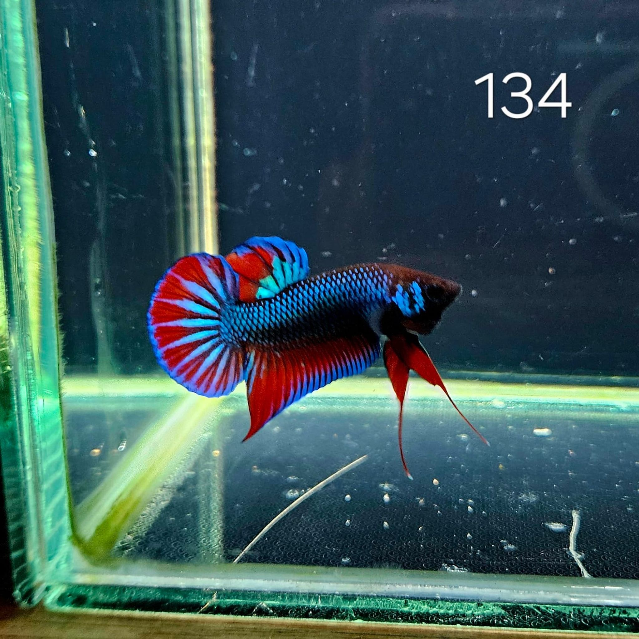 HMPK Betta Splendens #T134