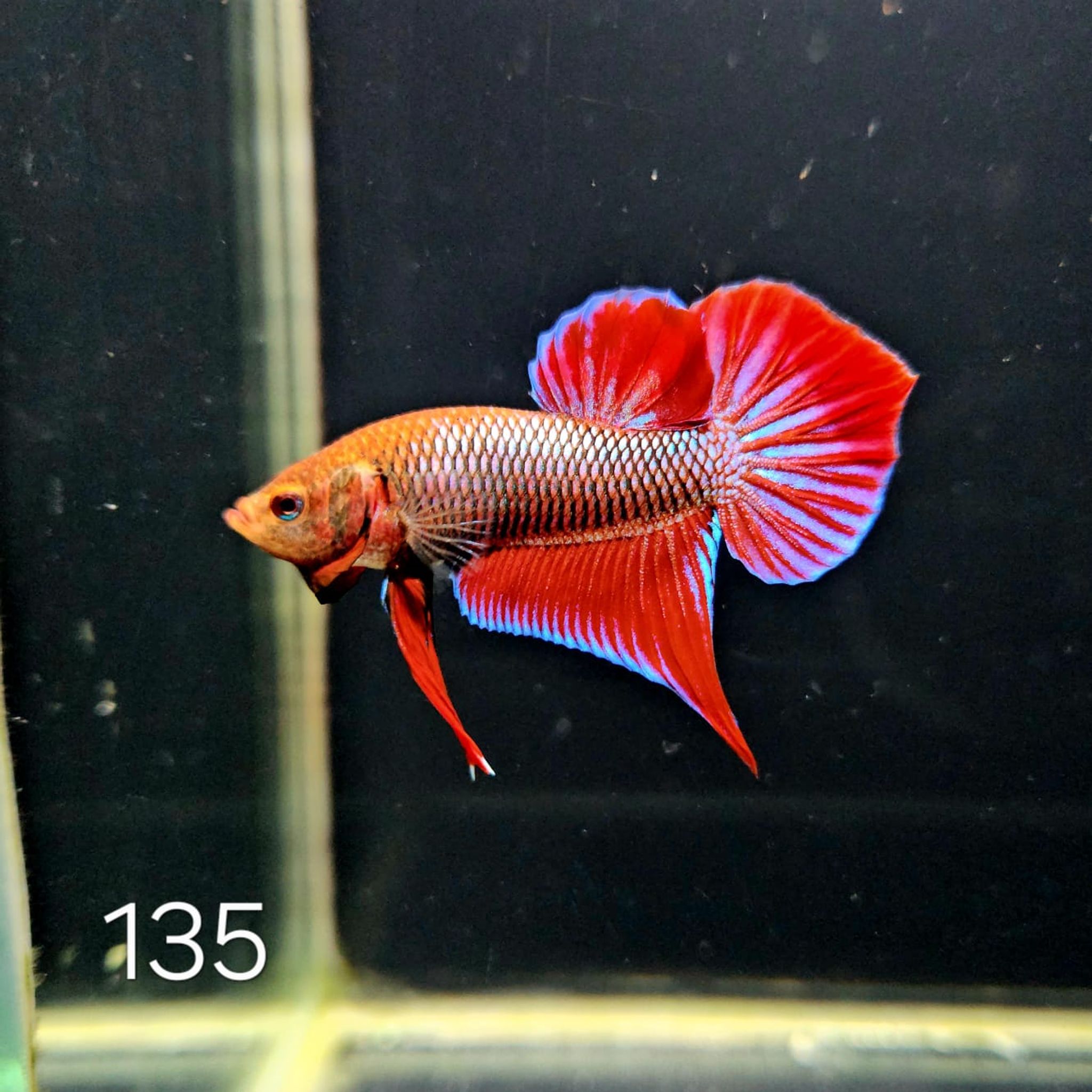 HMPK Betta Splendens #T135