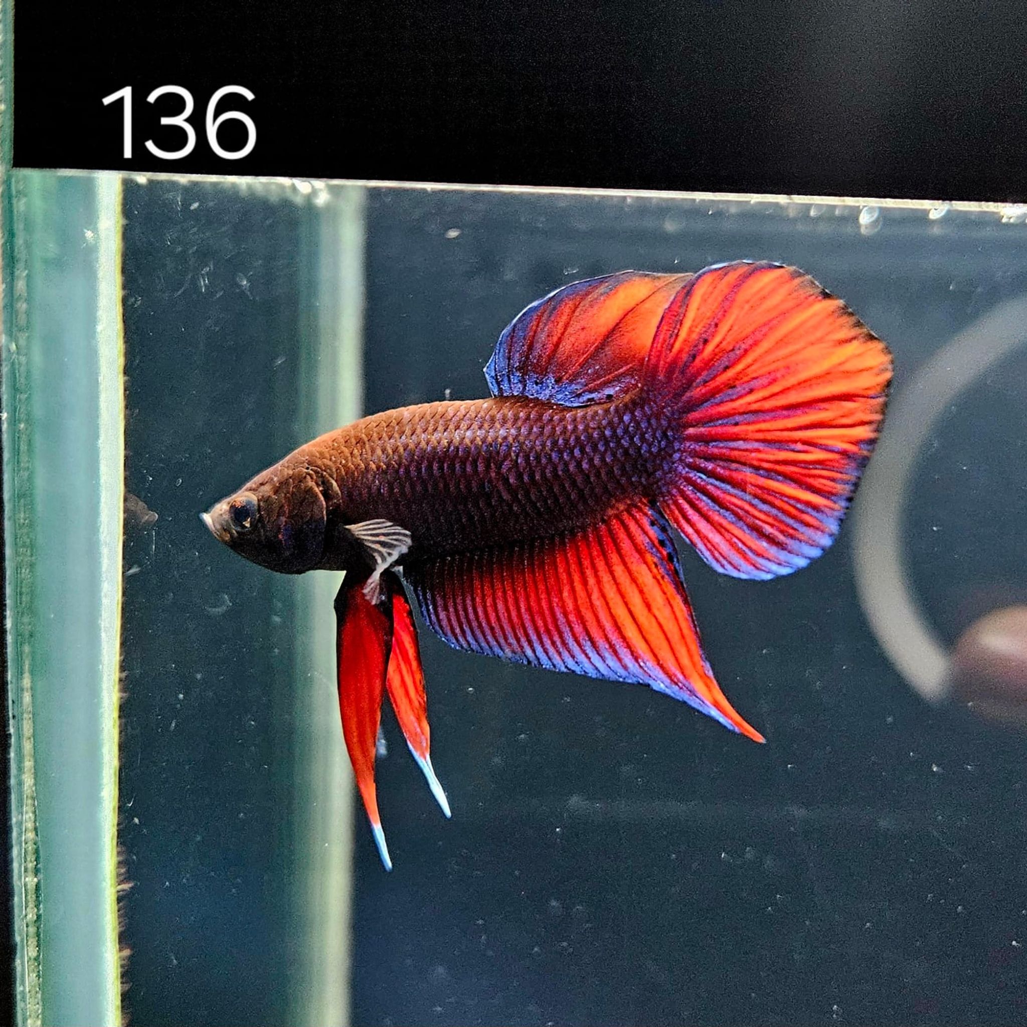 HMPK Betta Splendens #T136