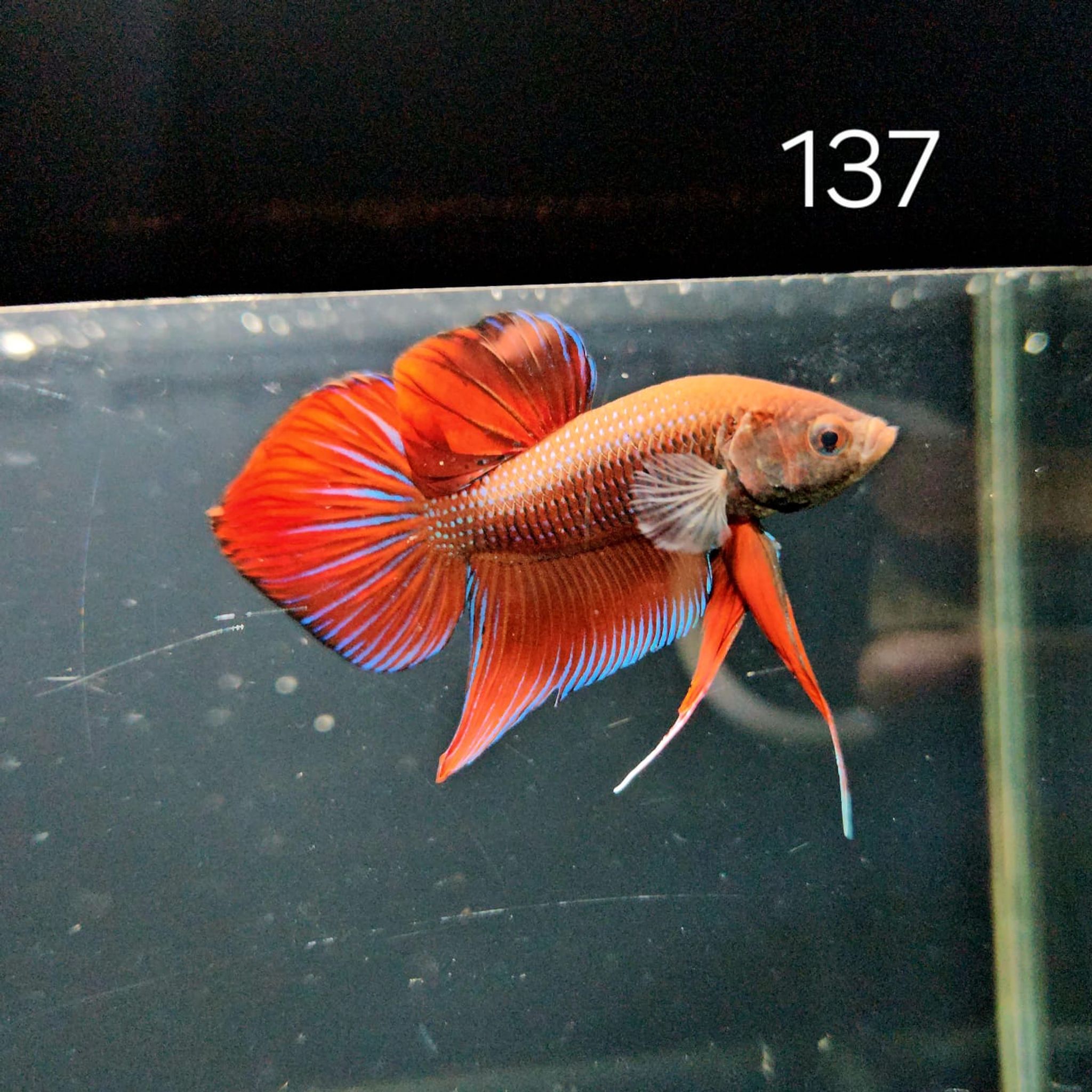 HMPK Betta Splendens #T137