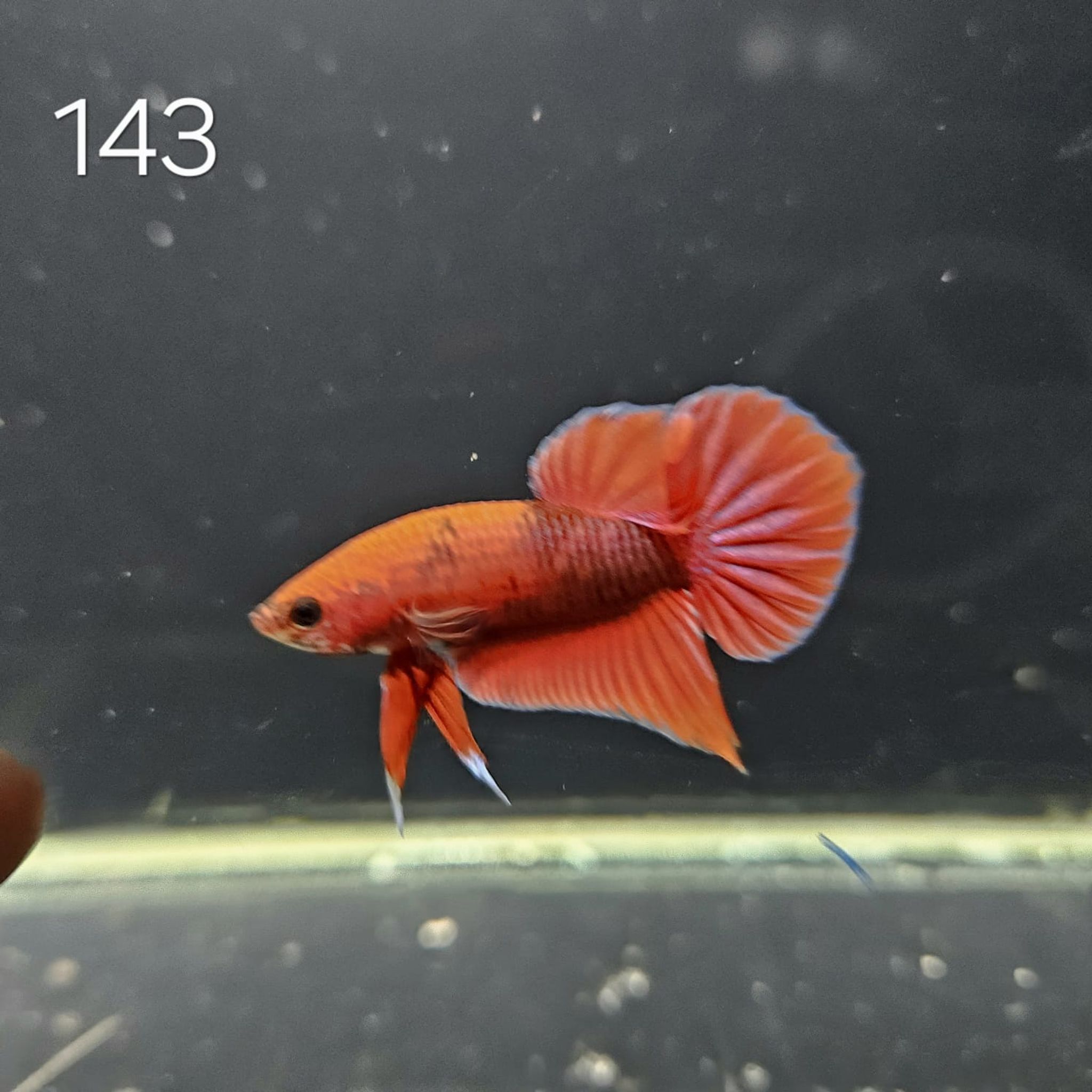 HMPK Betta Splendens #T143