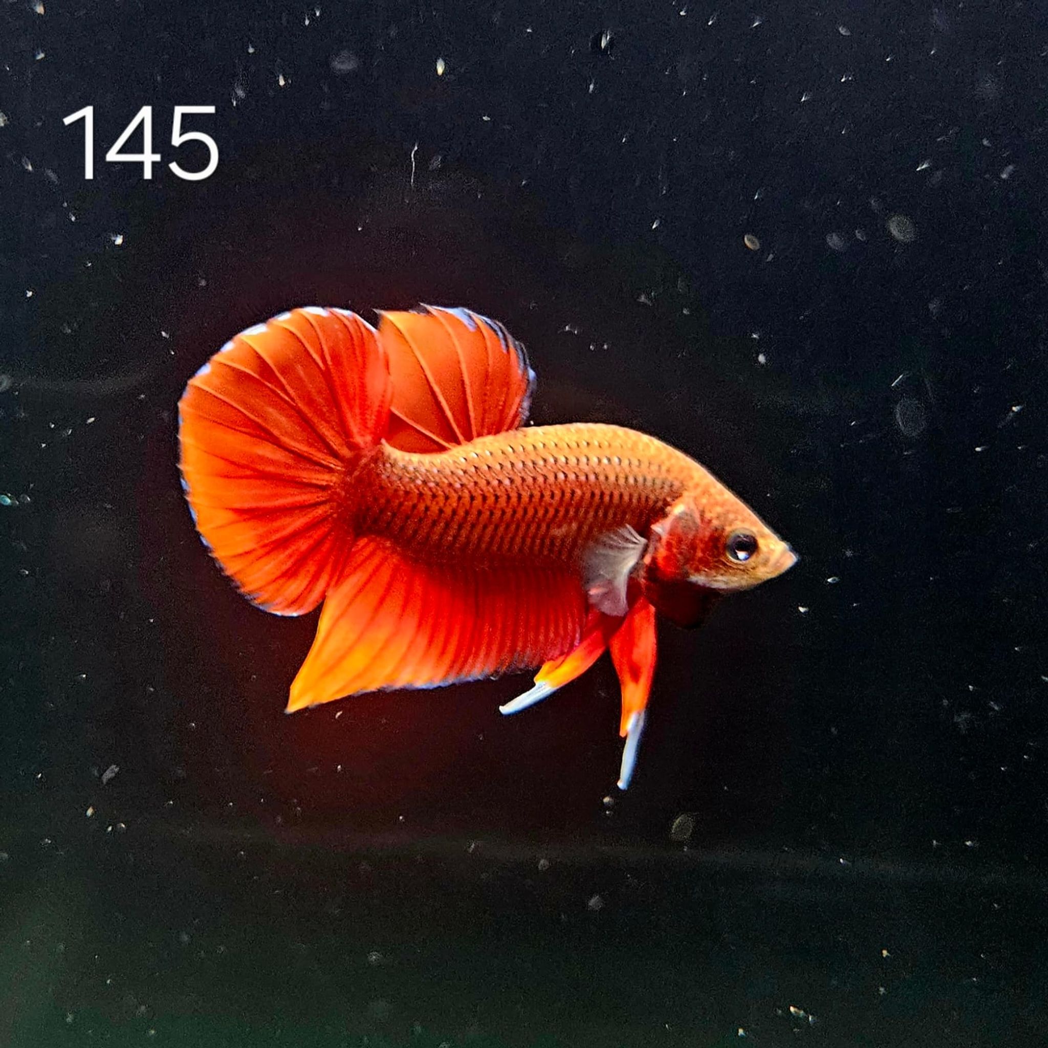 HMPK Betta Splendens #T145