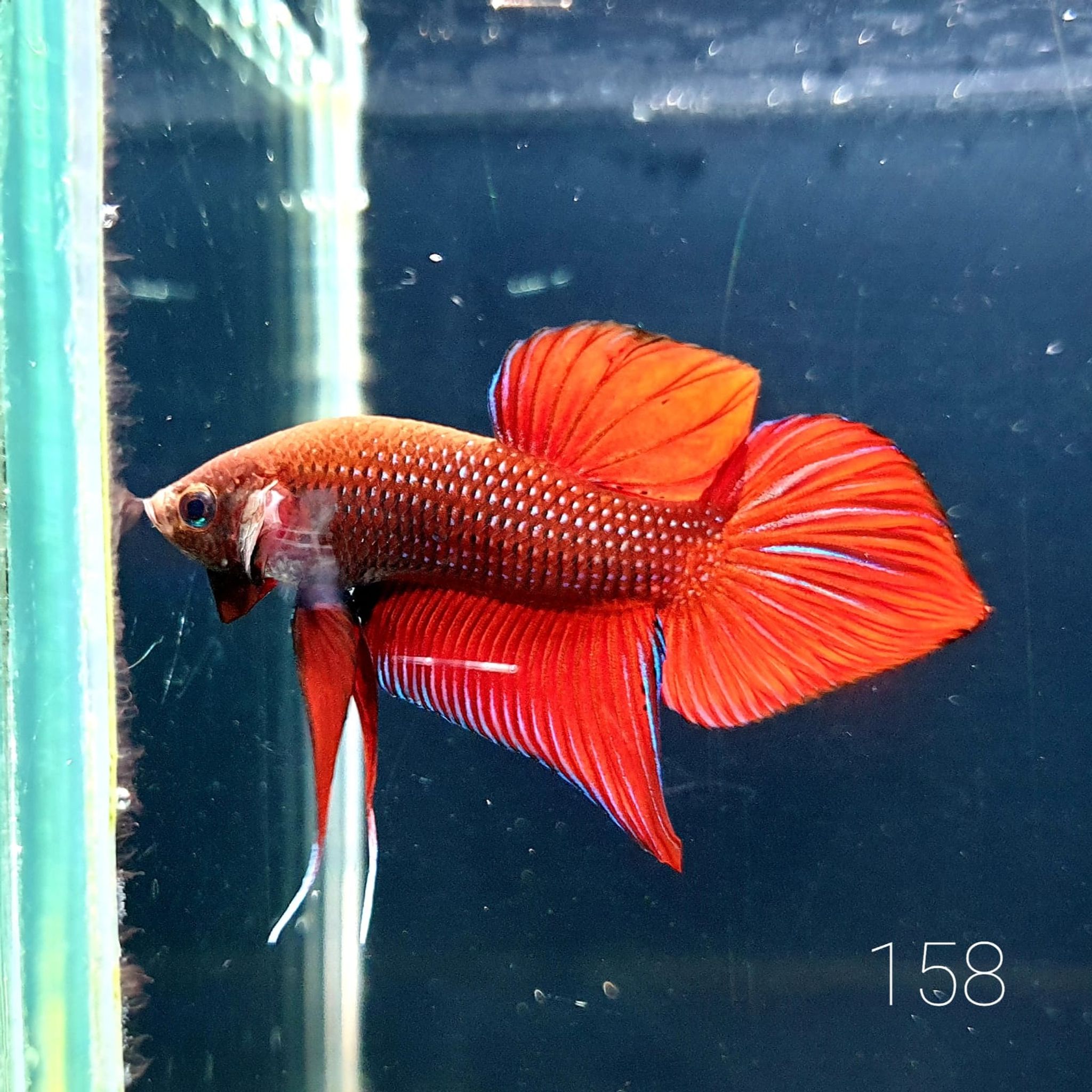 HMPK Betta Splendens #T158
