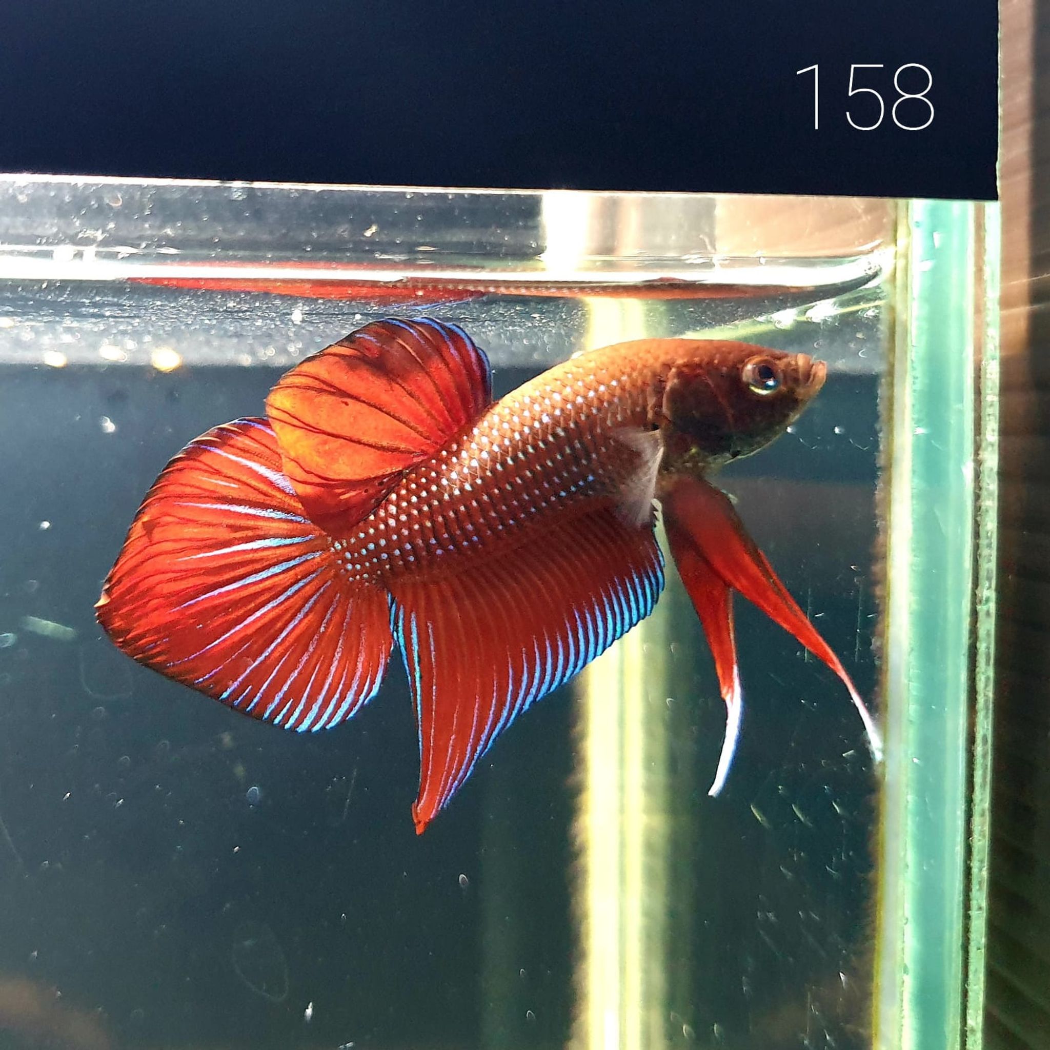 HMPK Betta Splendens #T158