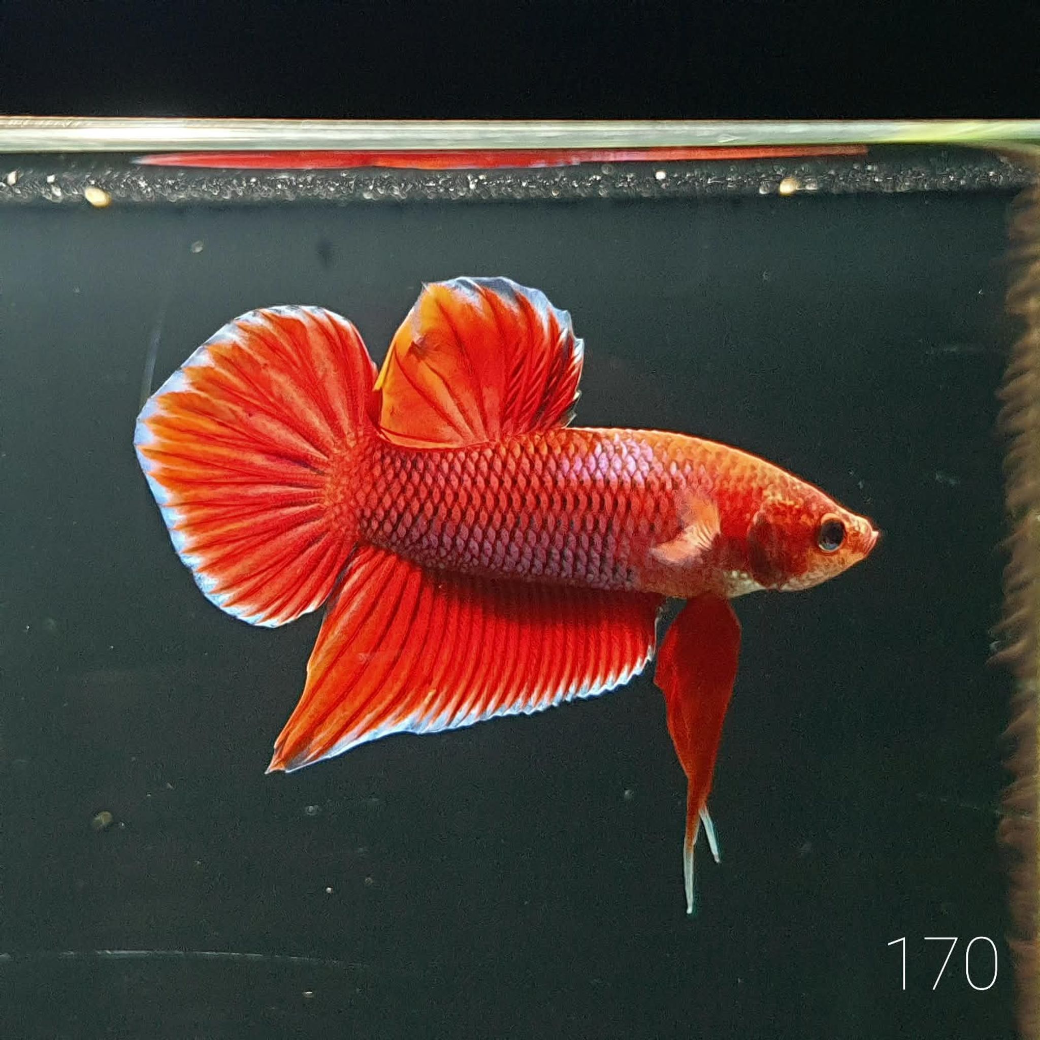 HMPK Betta Splendens #T170