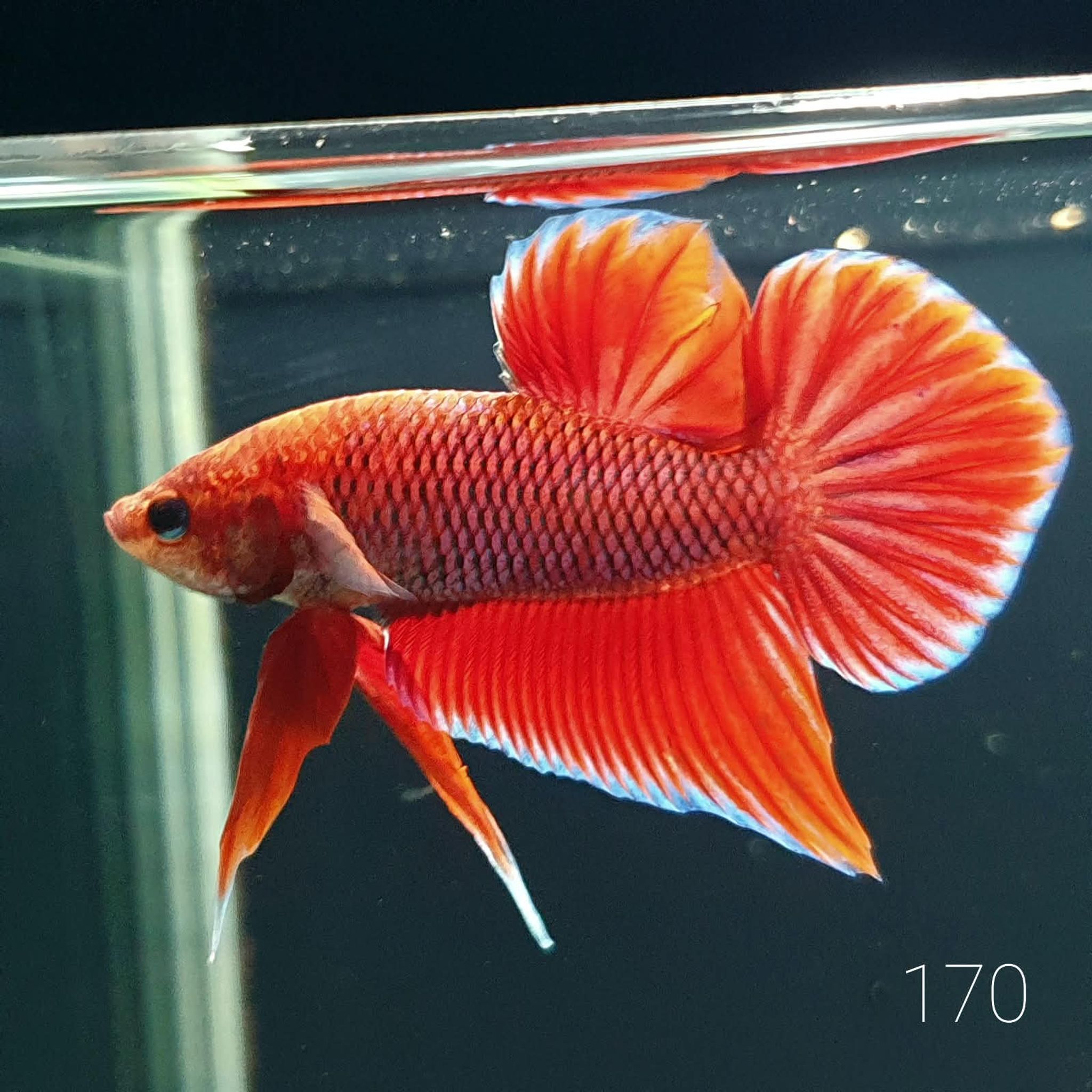 HMPK Betta Splendens #T170