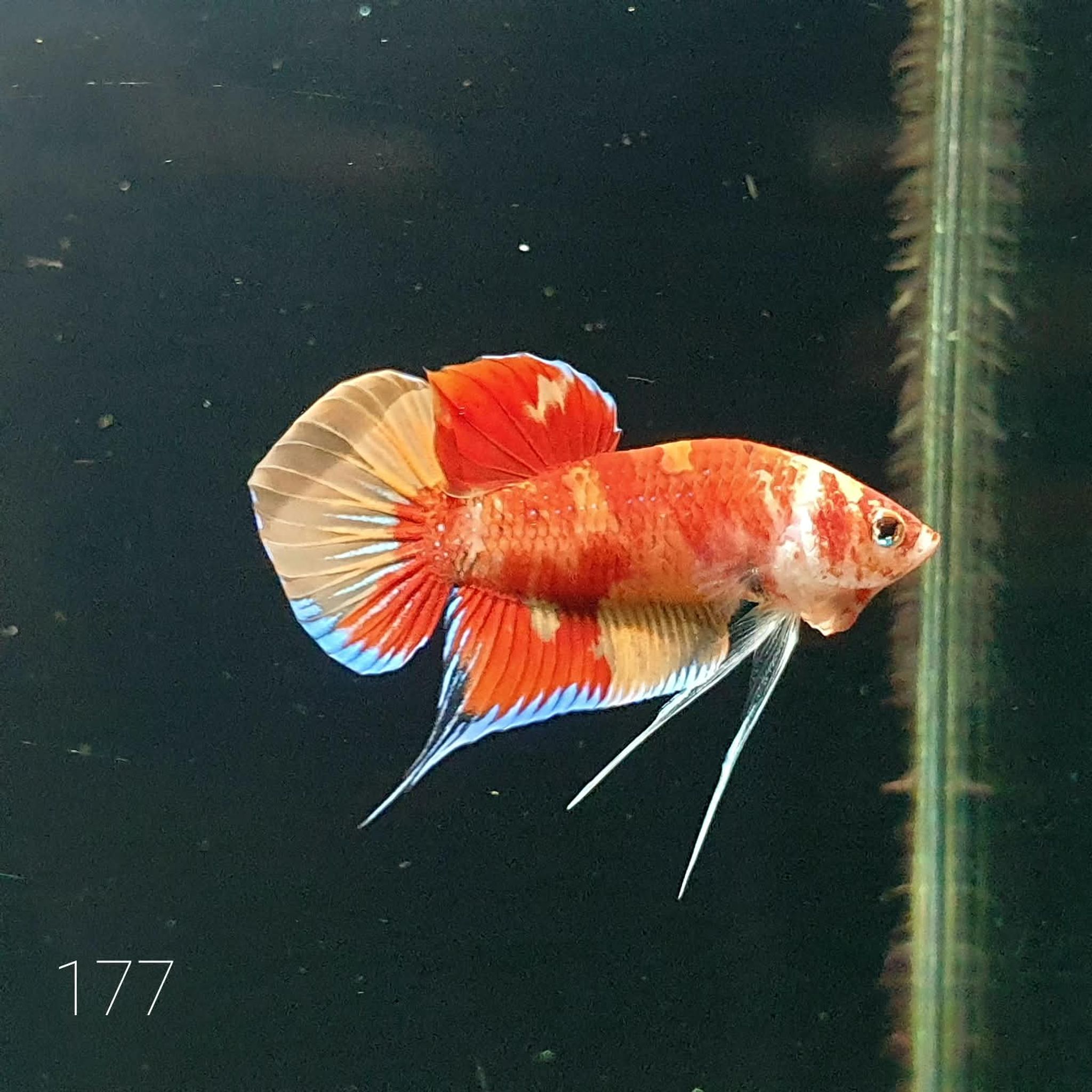 HMPK Betta Splendens #T177