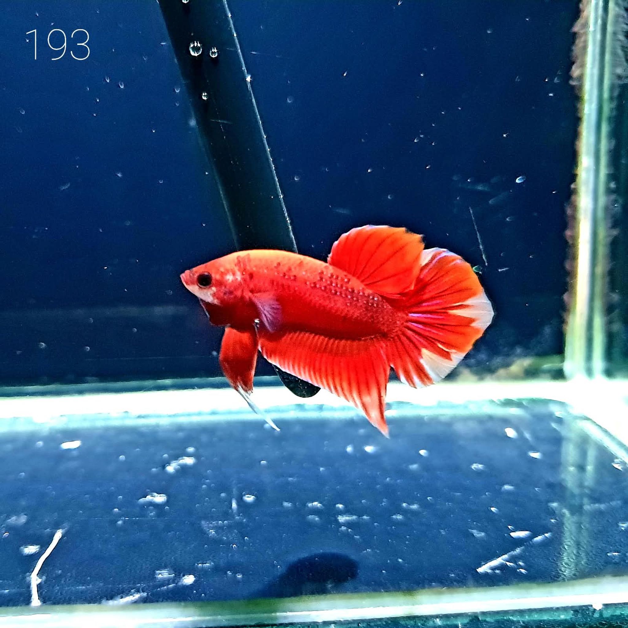 HMPK Betta Splendens #T193