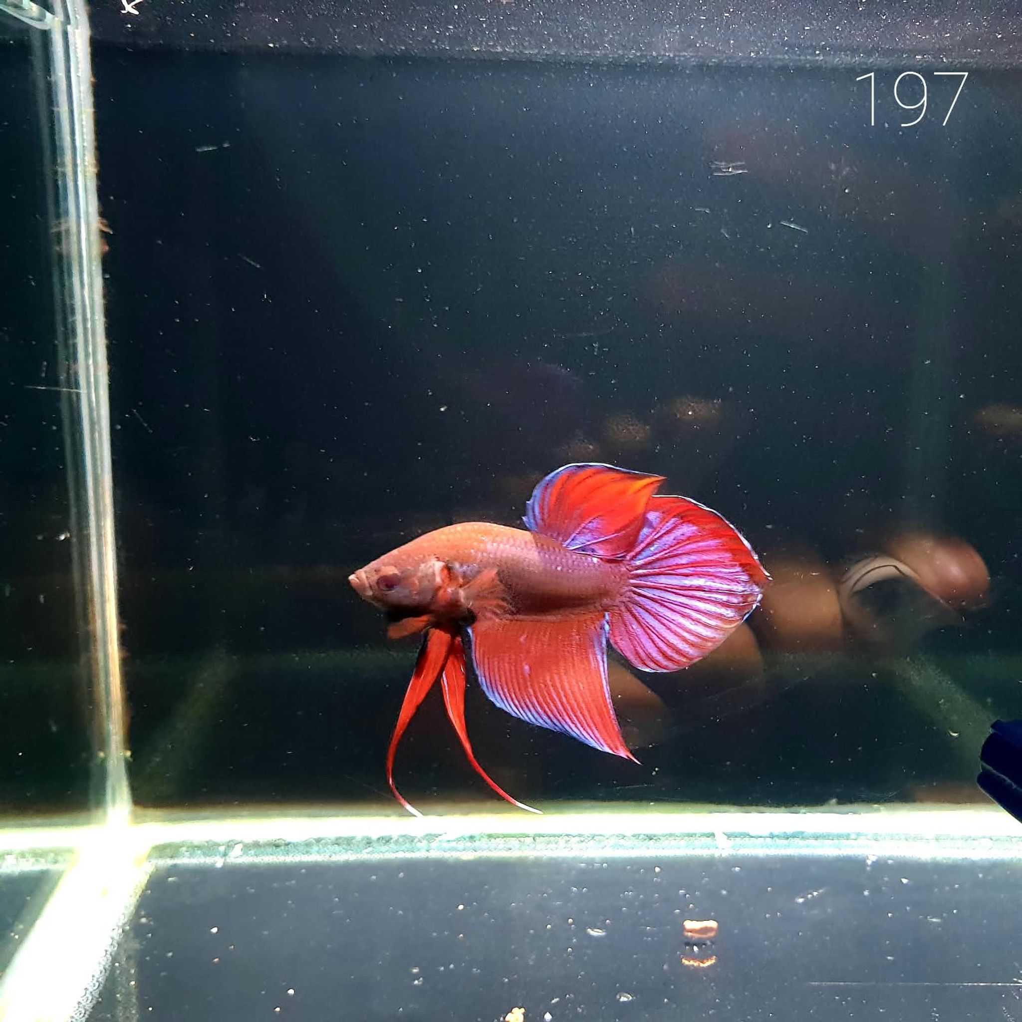 HMPK Betta Splendens #T197