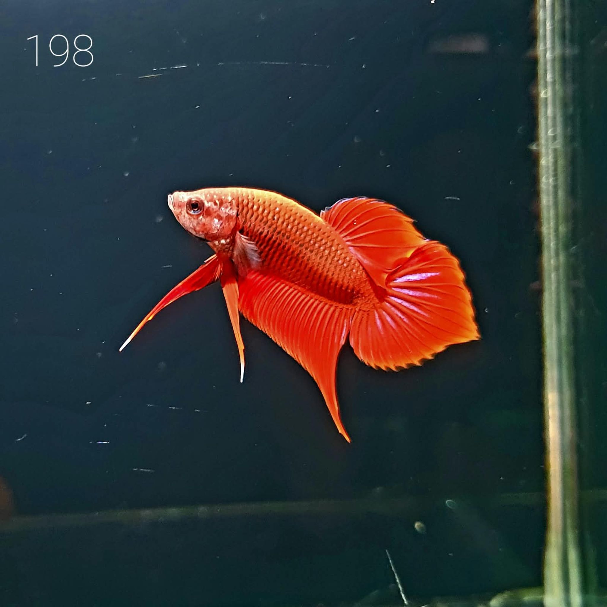 HMPK Betta Splendens #T198