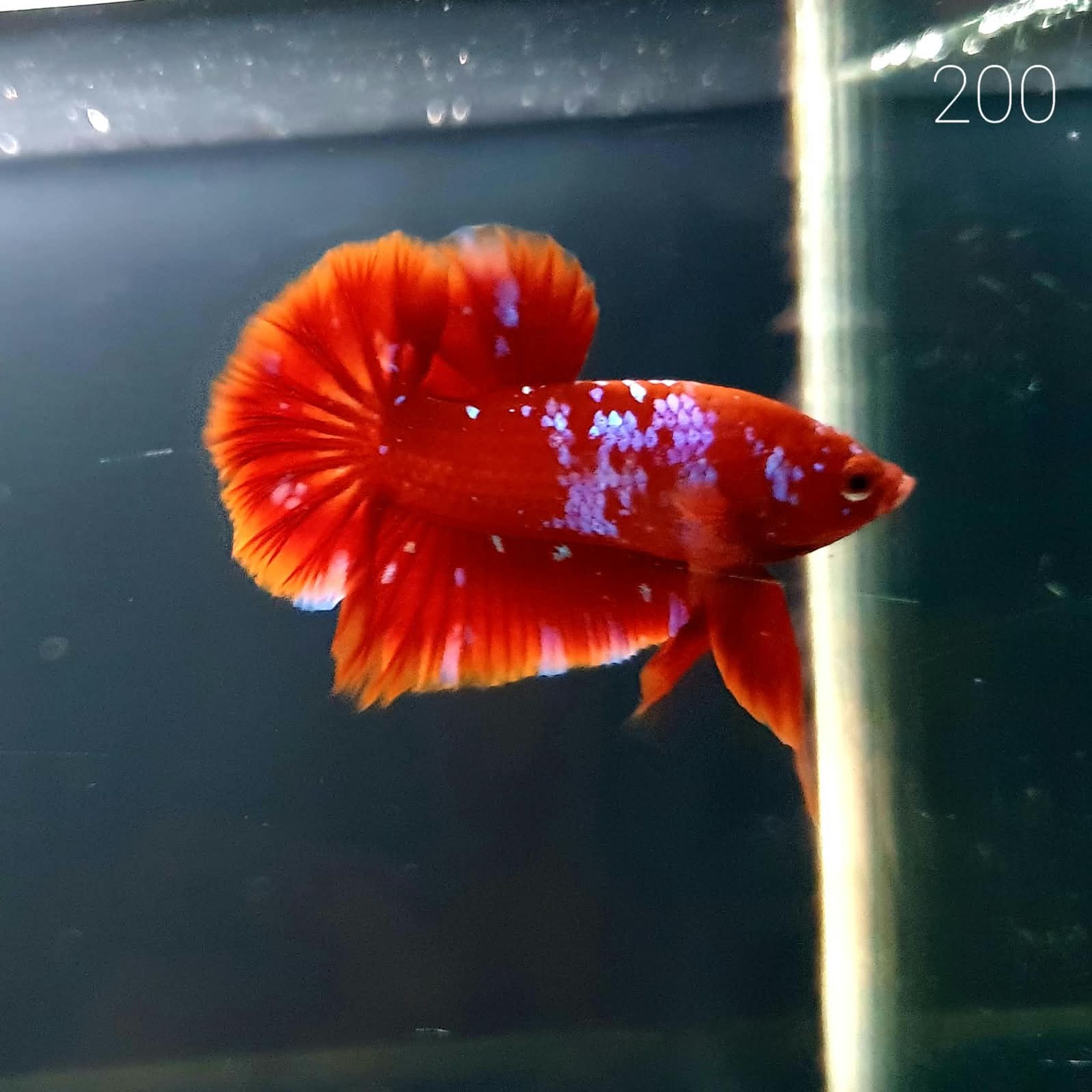 HMPK Betta Splendens #T200