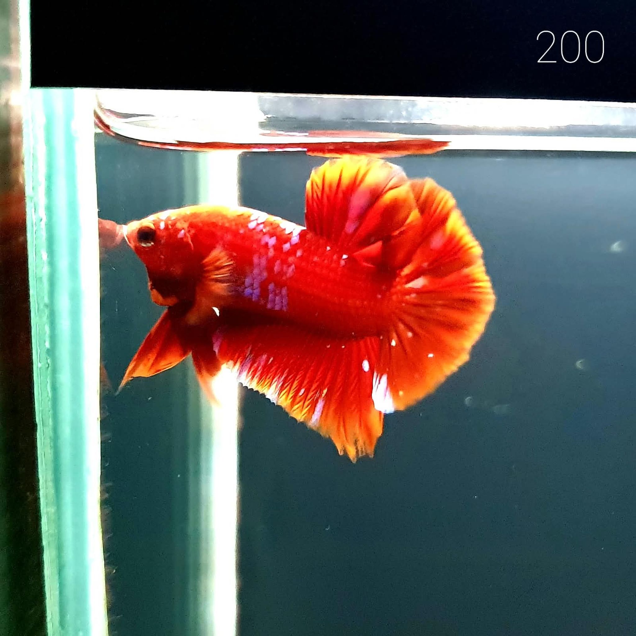 HMPK Betta Splendens #T200