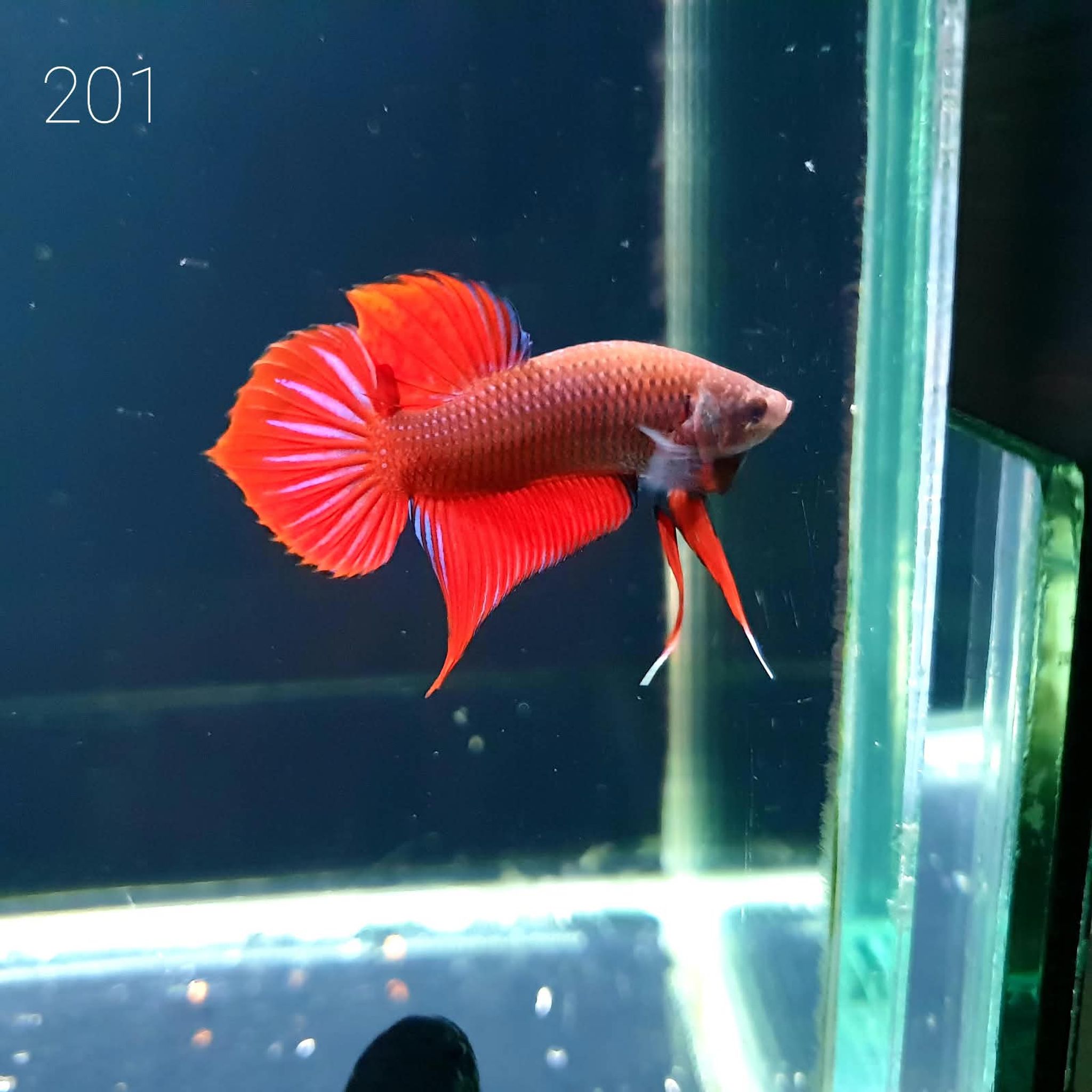 HMPK Betta Splendens #T201