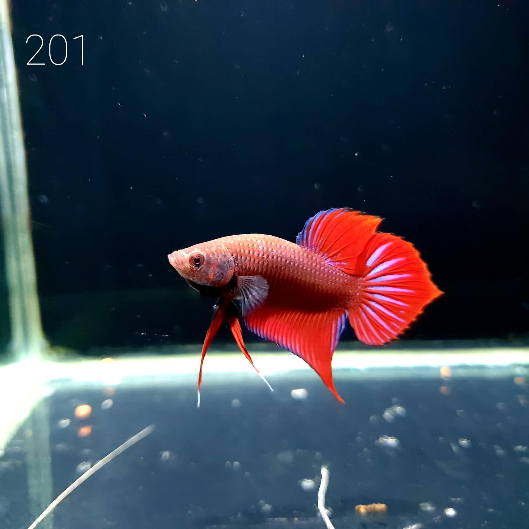 HMPK Betta Splendens #T201