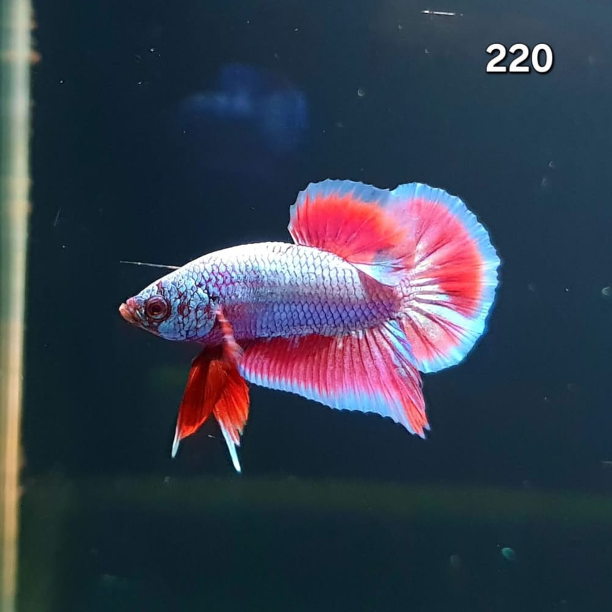 HMPK Betta Splendens #T220