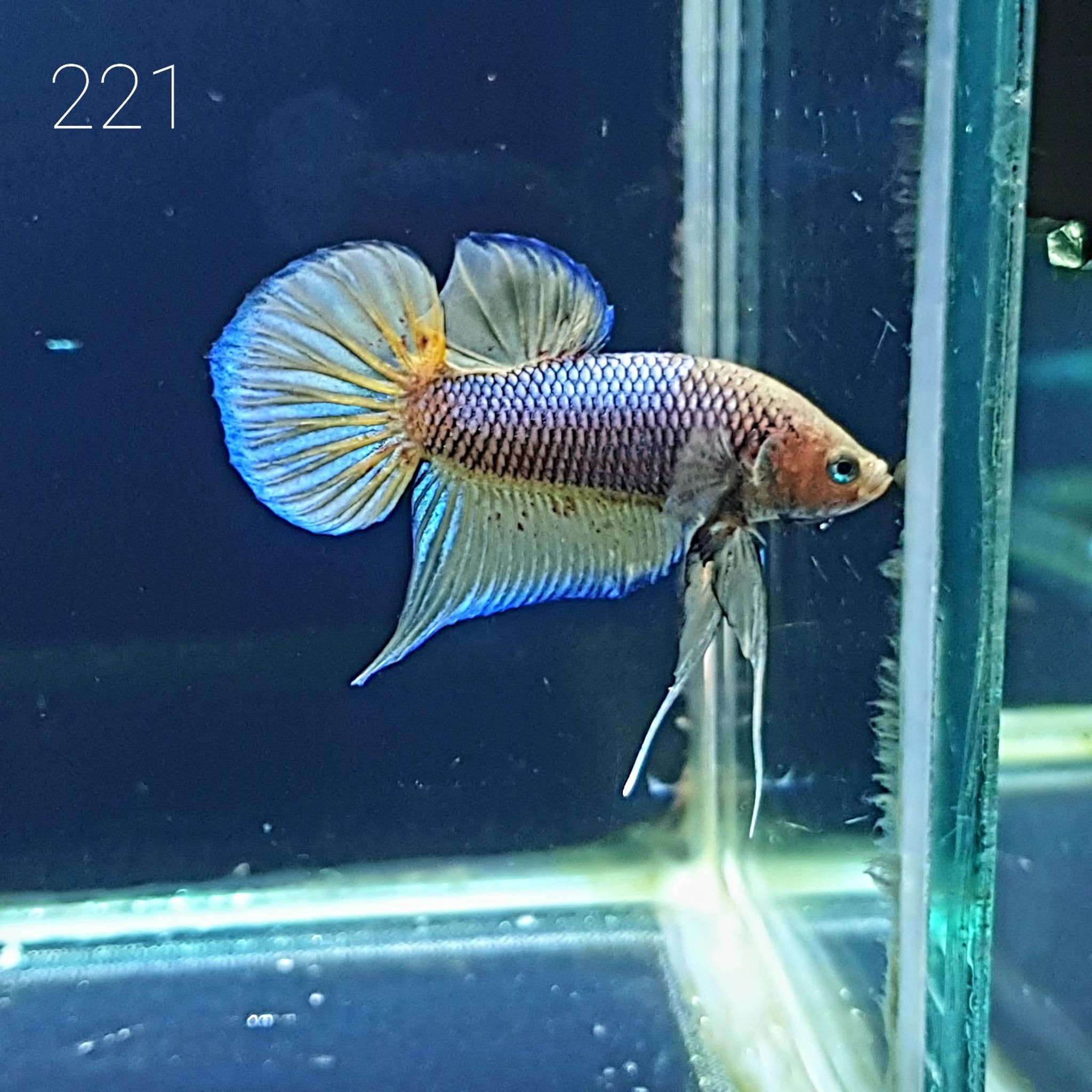 HMPK Betta Splendens #T221