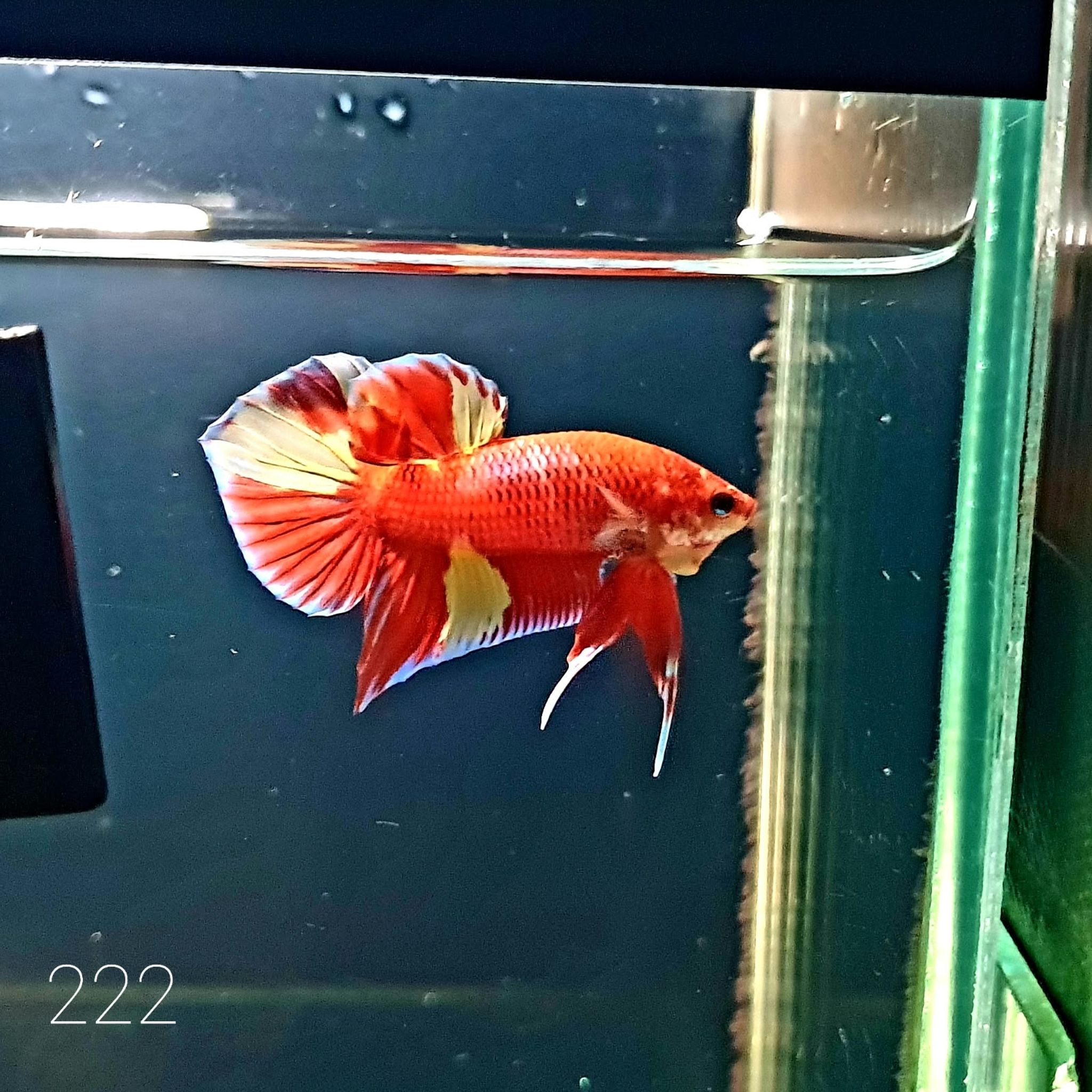 HMPK Betta Splendens #T222