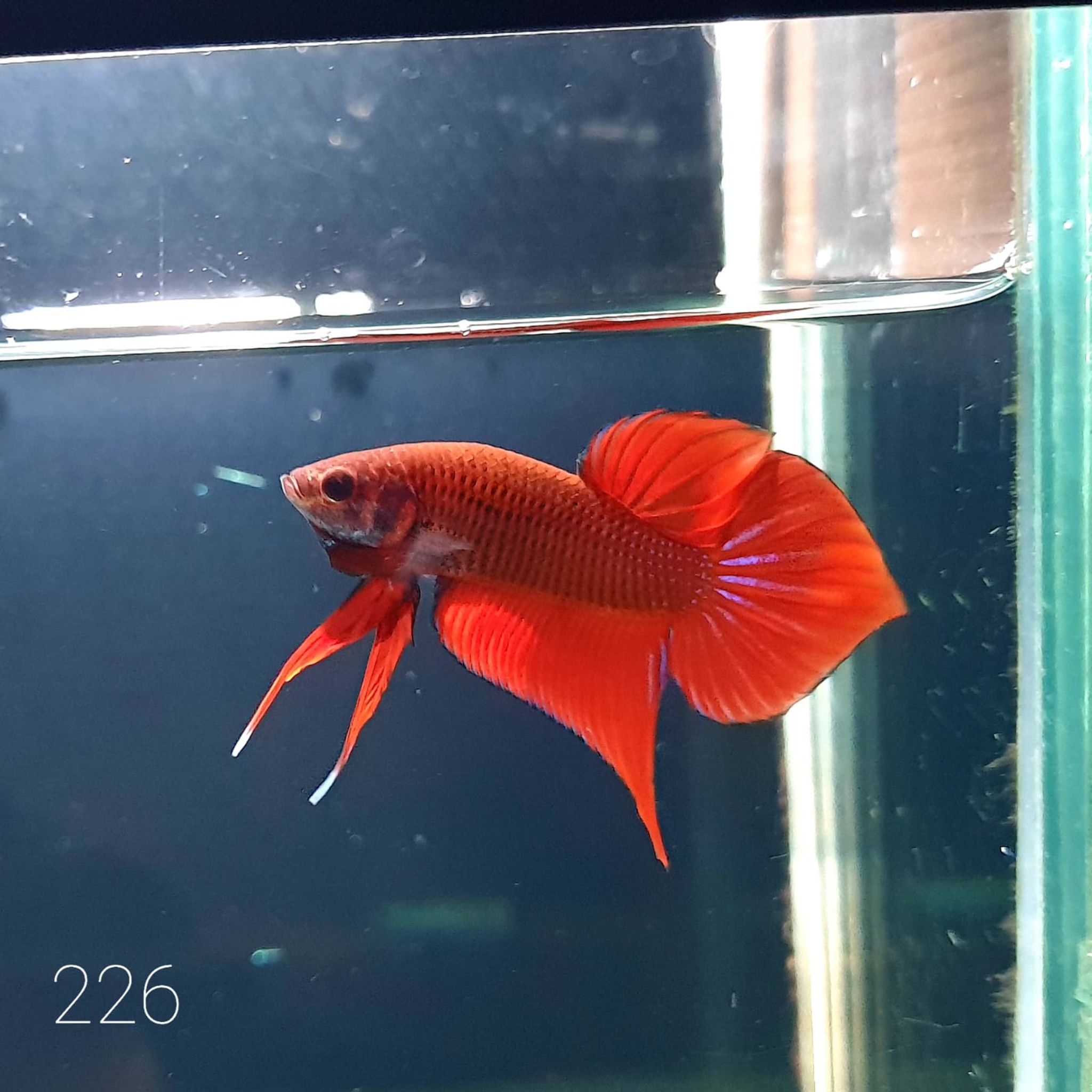 HMPK Betta Splendens #T226
