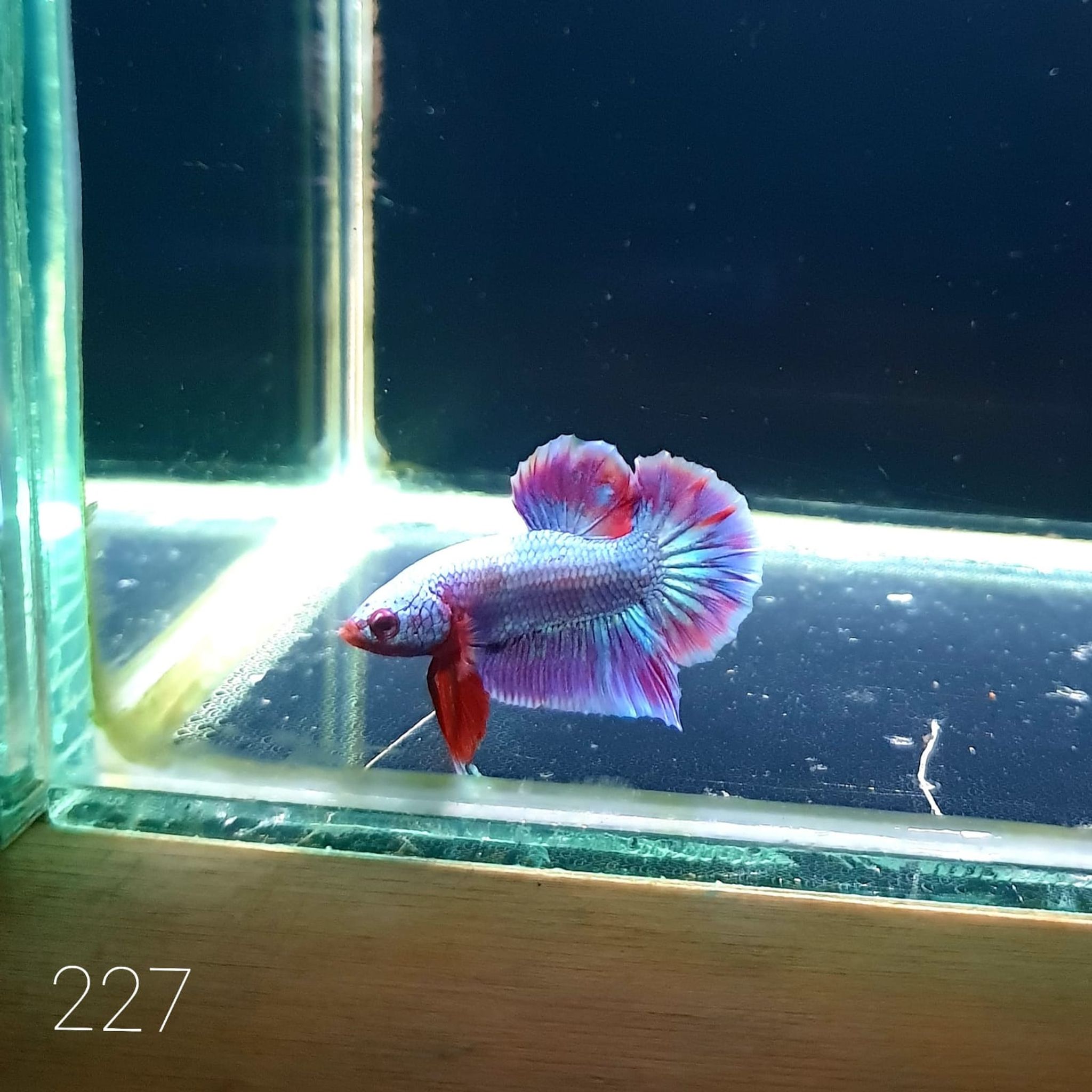 HMPK Betta Splendens #T227