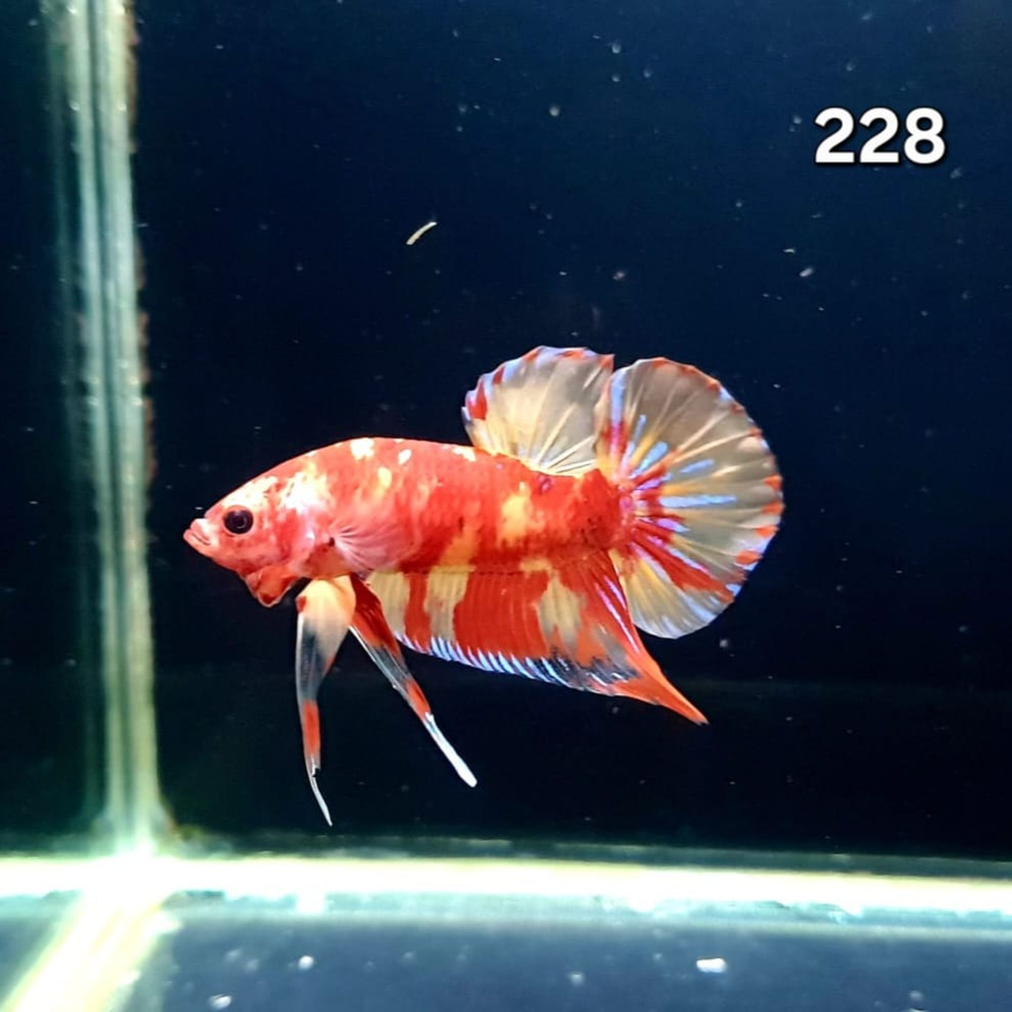 HMPK Betta Splendens #T228
