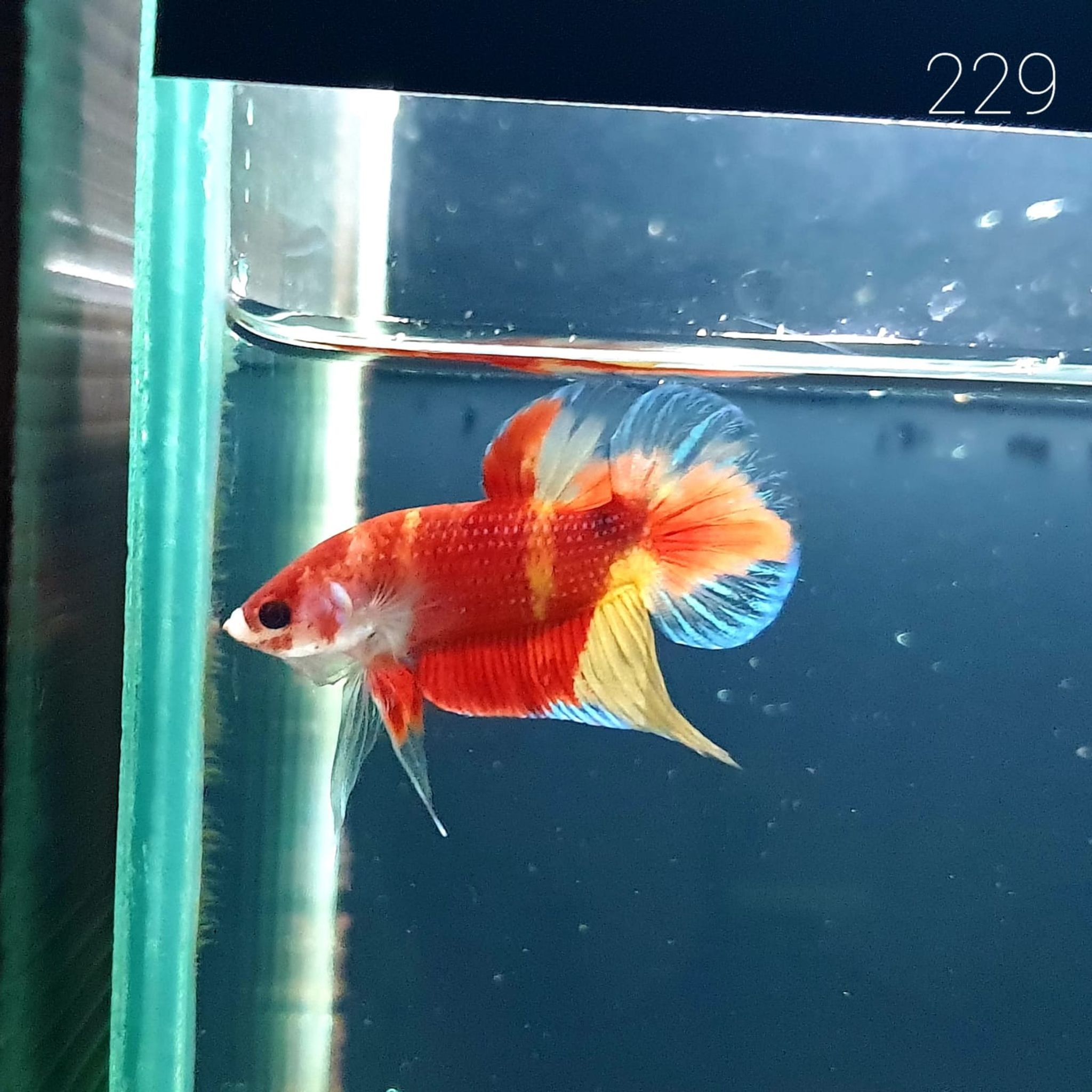 HMPK Betta Splendens #T229