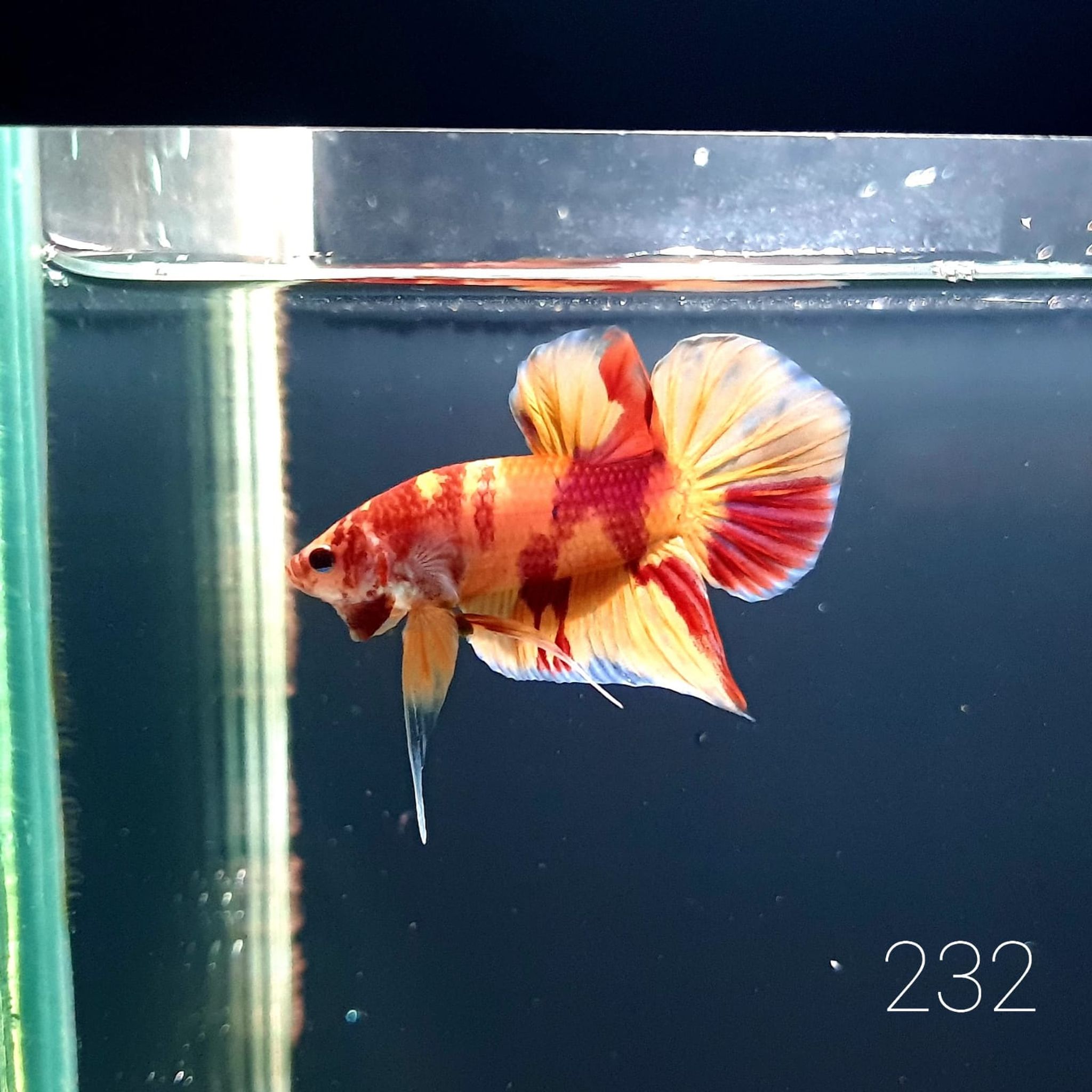 HMPK Betta Splendens #T232